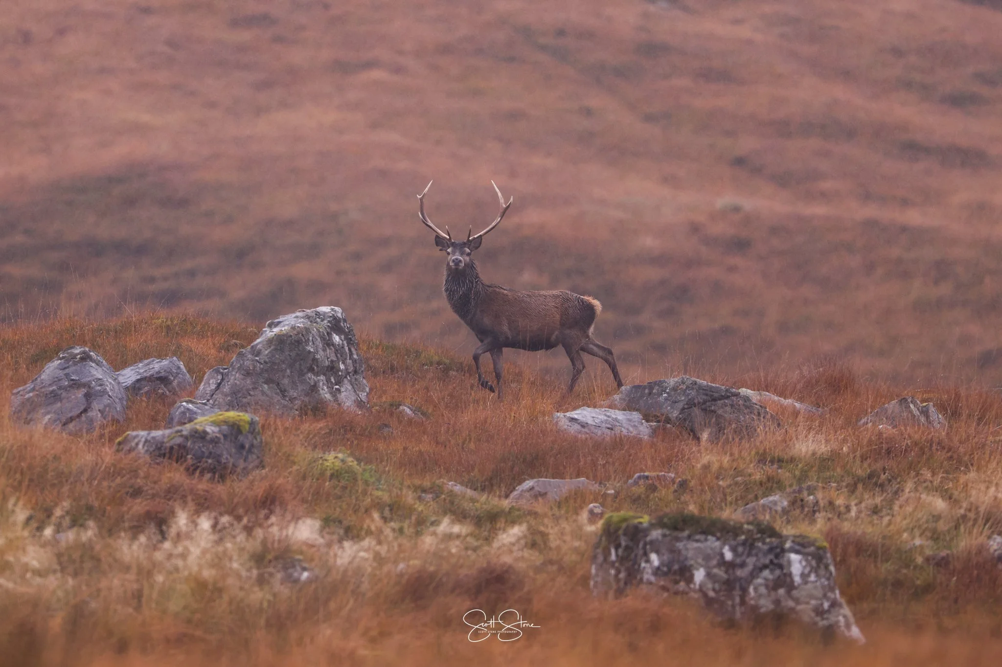 A majestic stag with large antlers standing on a grassy hillside with rocks, in a misty, open landscape.