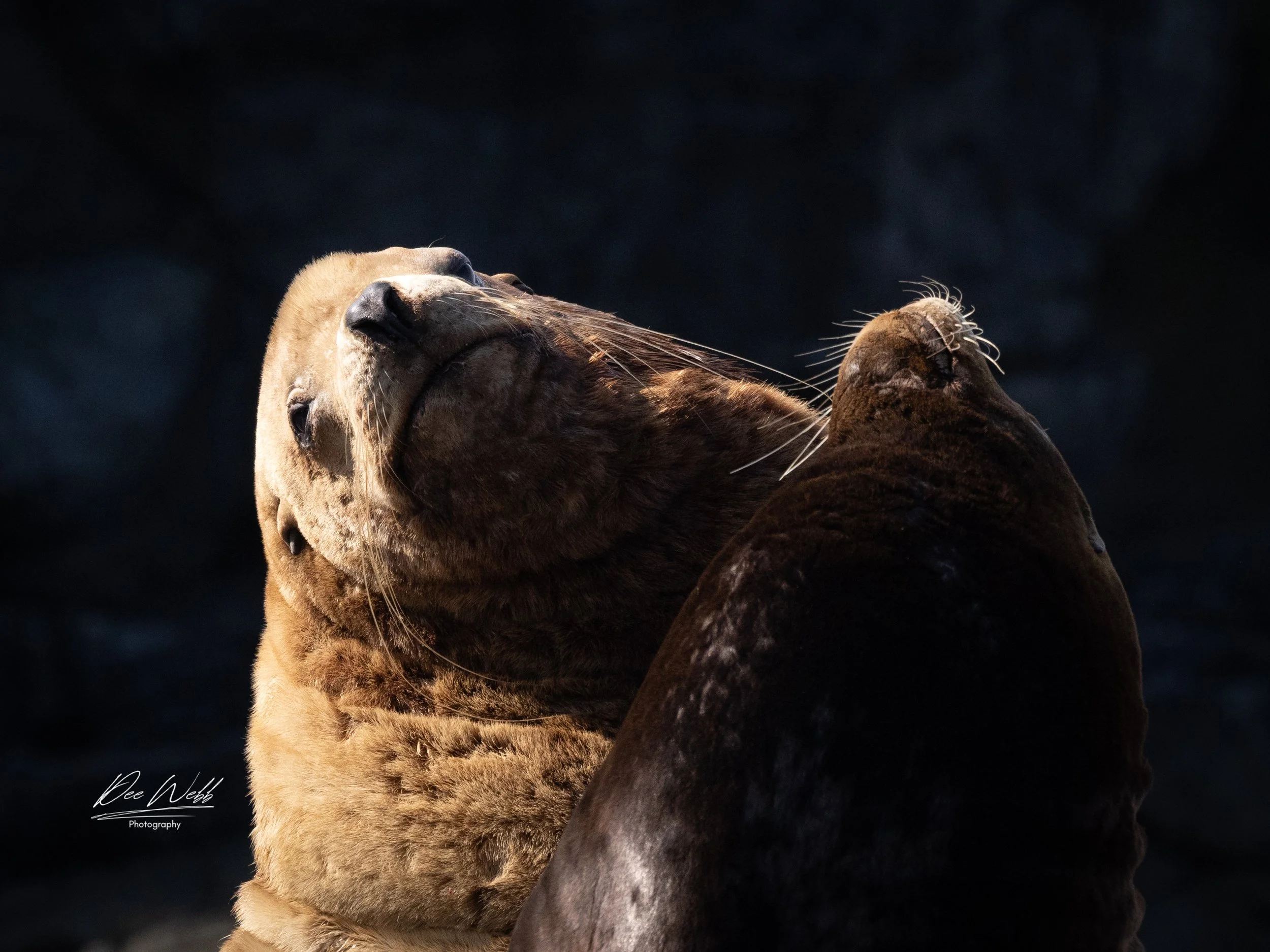 Bamfield seal  10.jpg