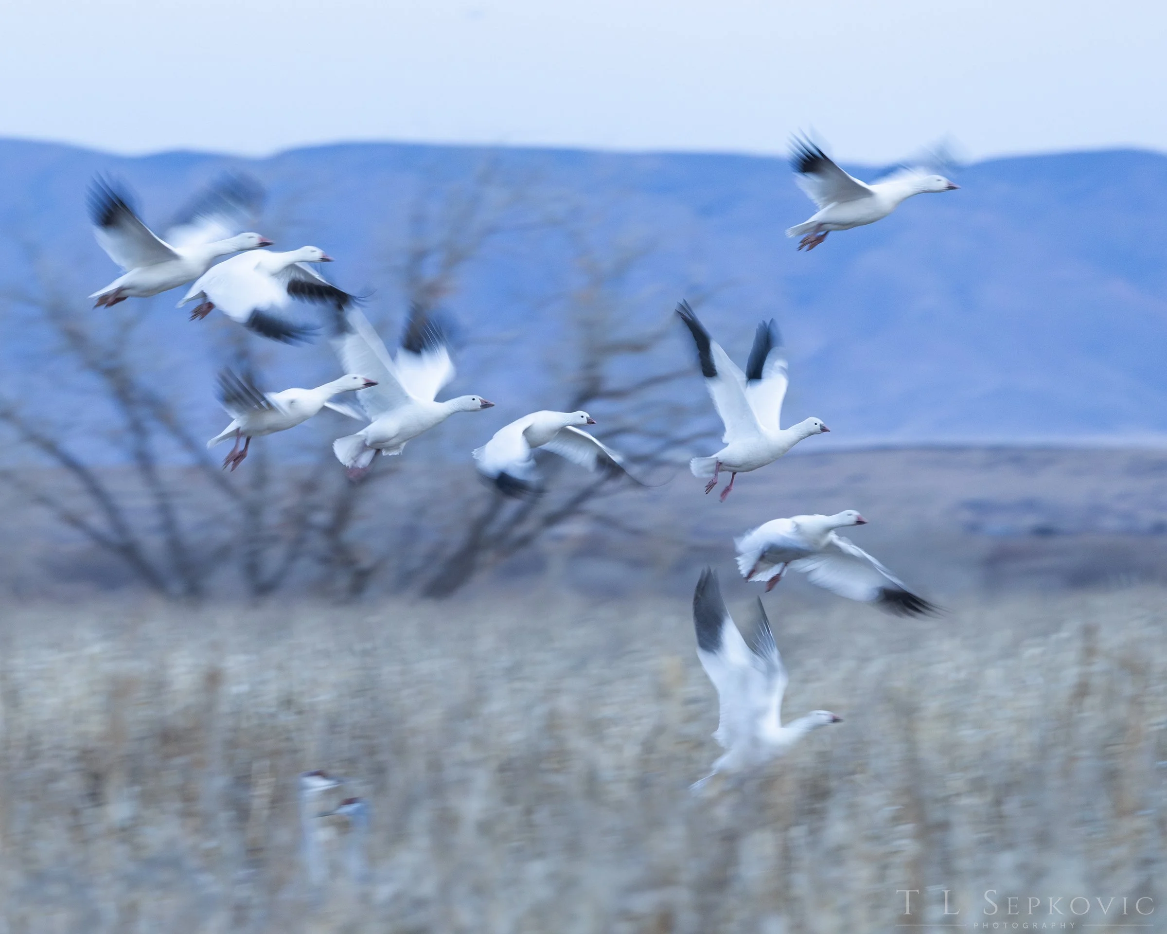 7W0A8109-a (web) - Copy.jpg