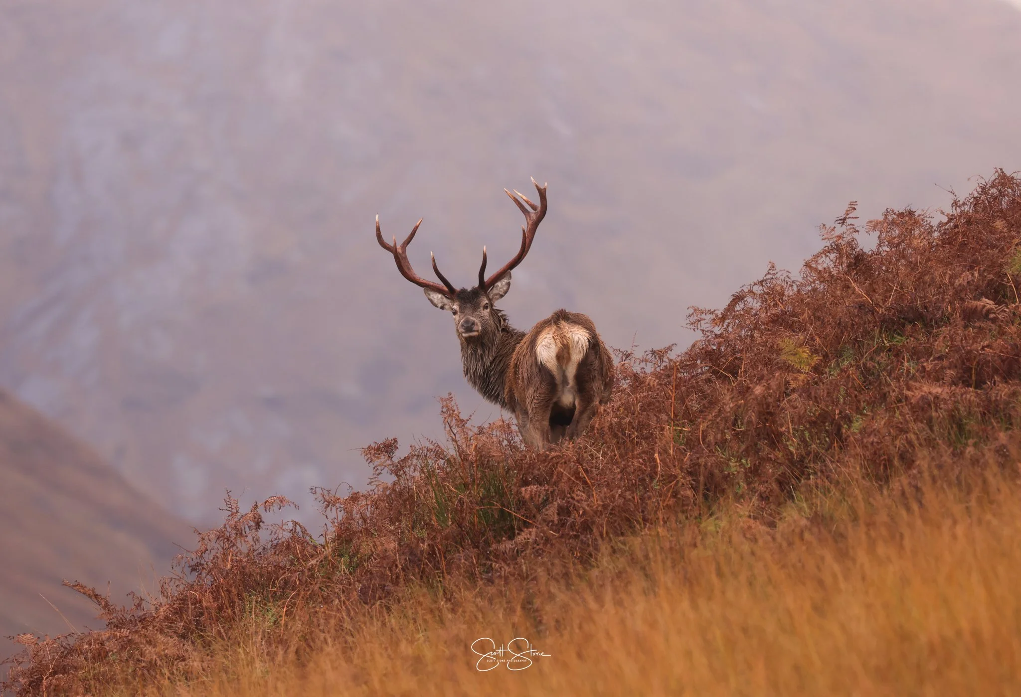A majestic deer with antlers standing on a hillside with fall foliage, looking back towards the camera in a misty landscape.