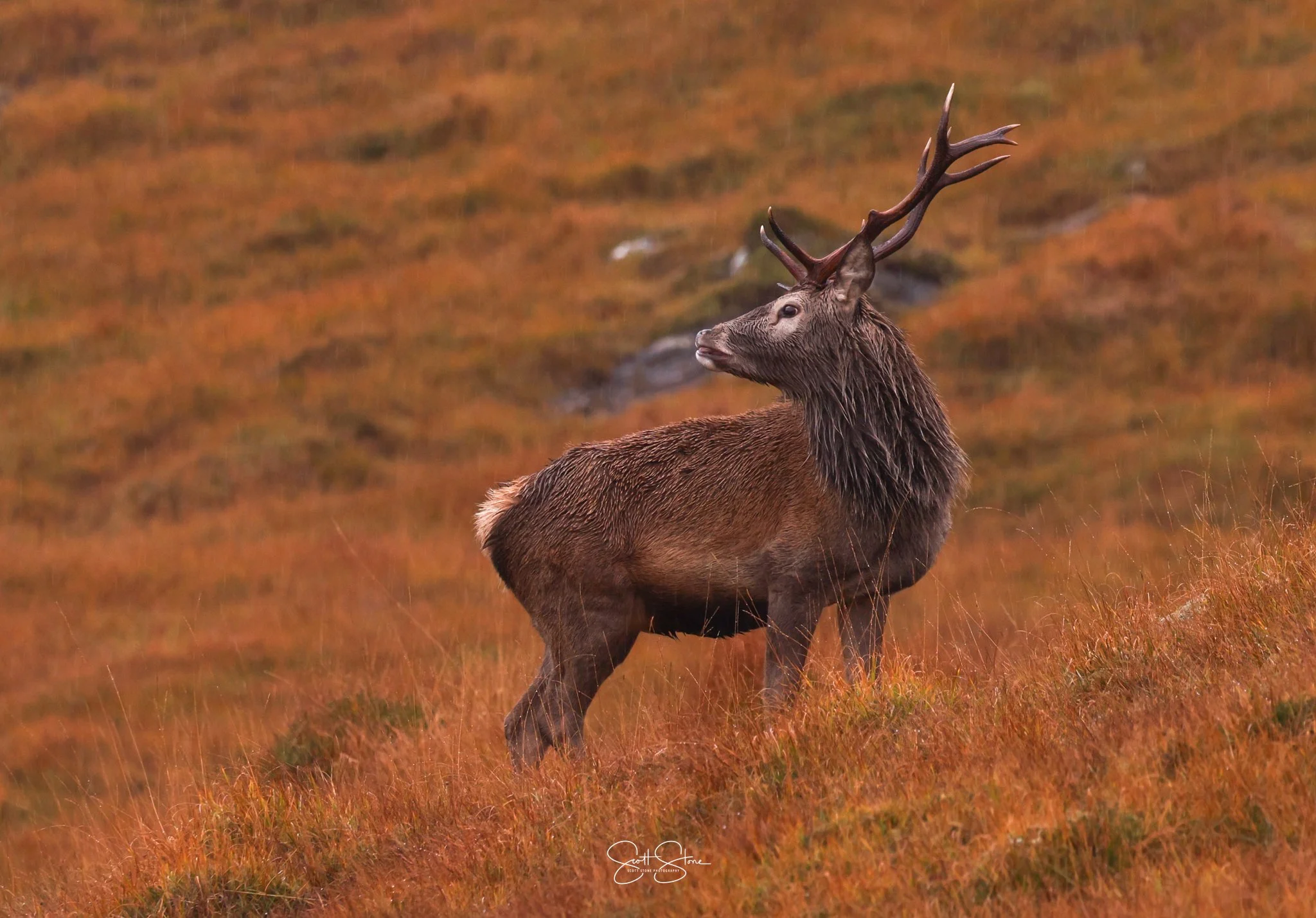 A majestic elk with large antlers standing in a mountain grassland area with orange and brown hues.