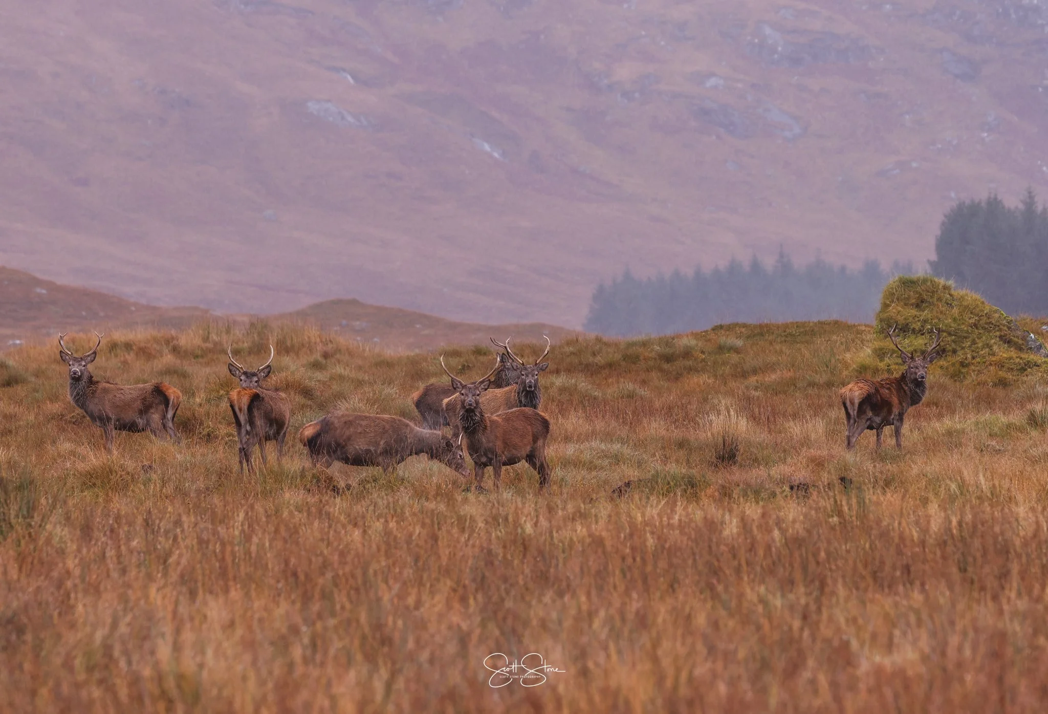 A group of six elk standing in tall grass in a hilly landscape with a forested area and mountains in the background.