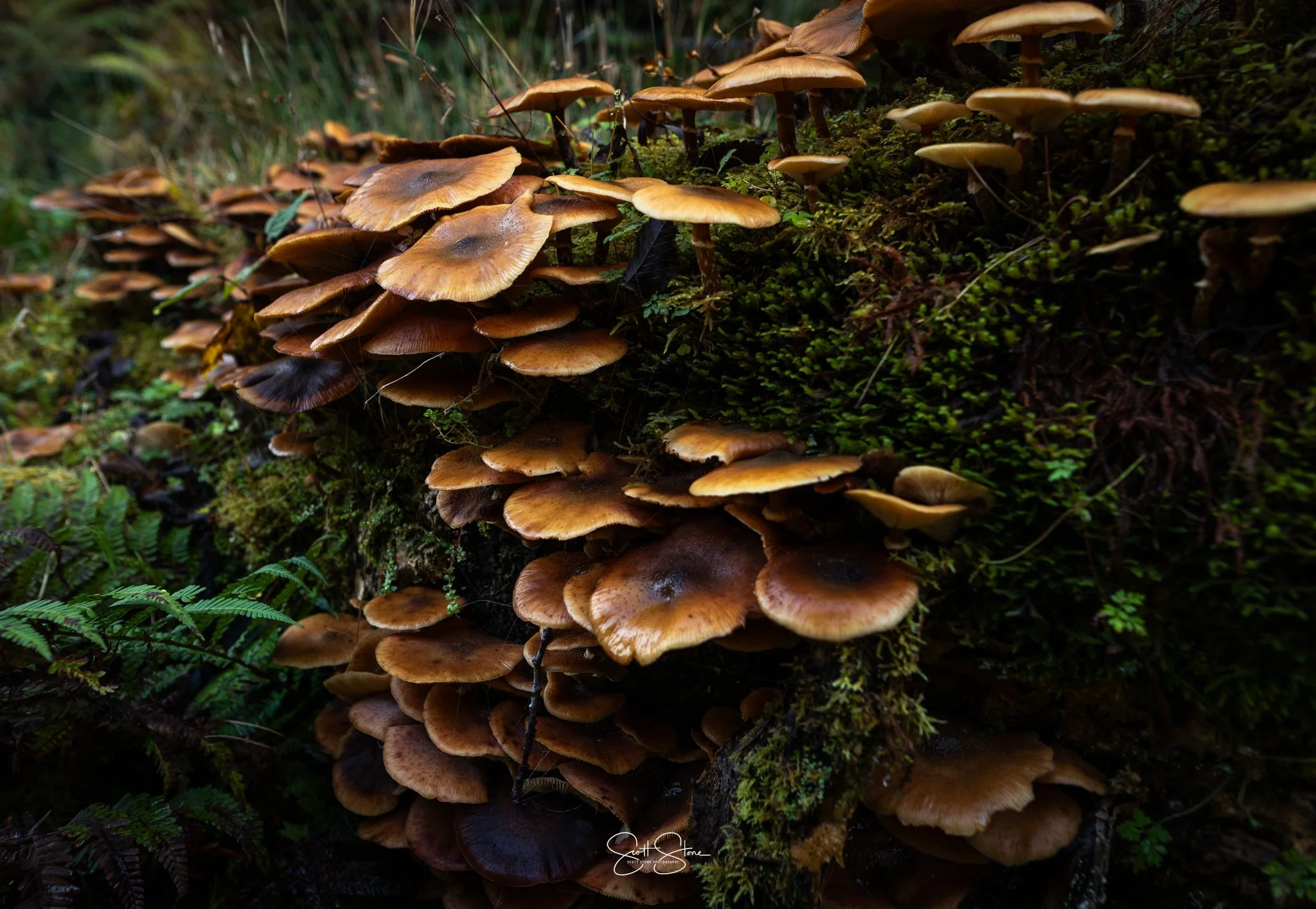 Cluster of brown mushrooms growing on mossy, decomposing tree log in a forest.