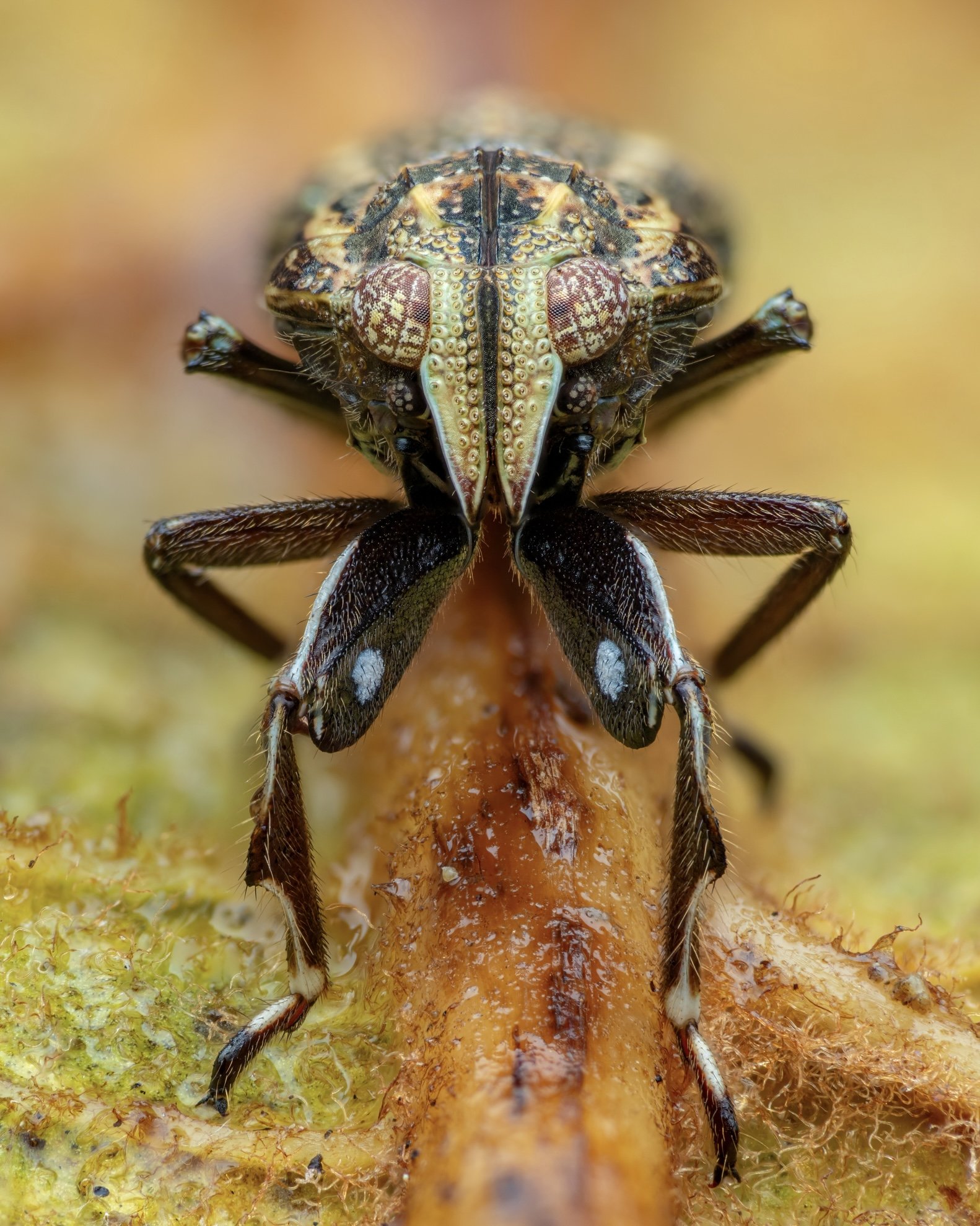 Close-up of an insect with intricate patterns and textures on its head and legs, standing on a textured brown surface.