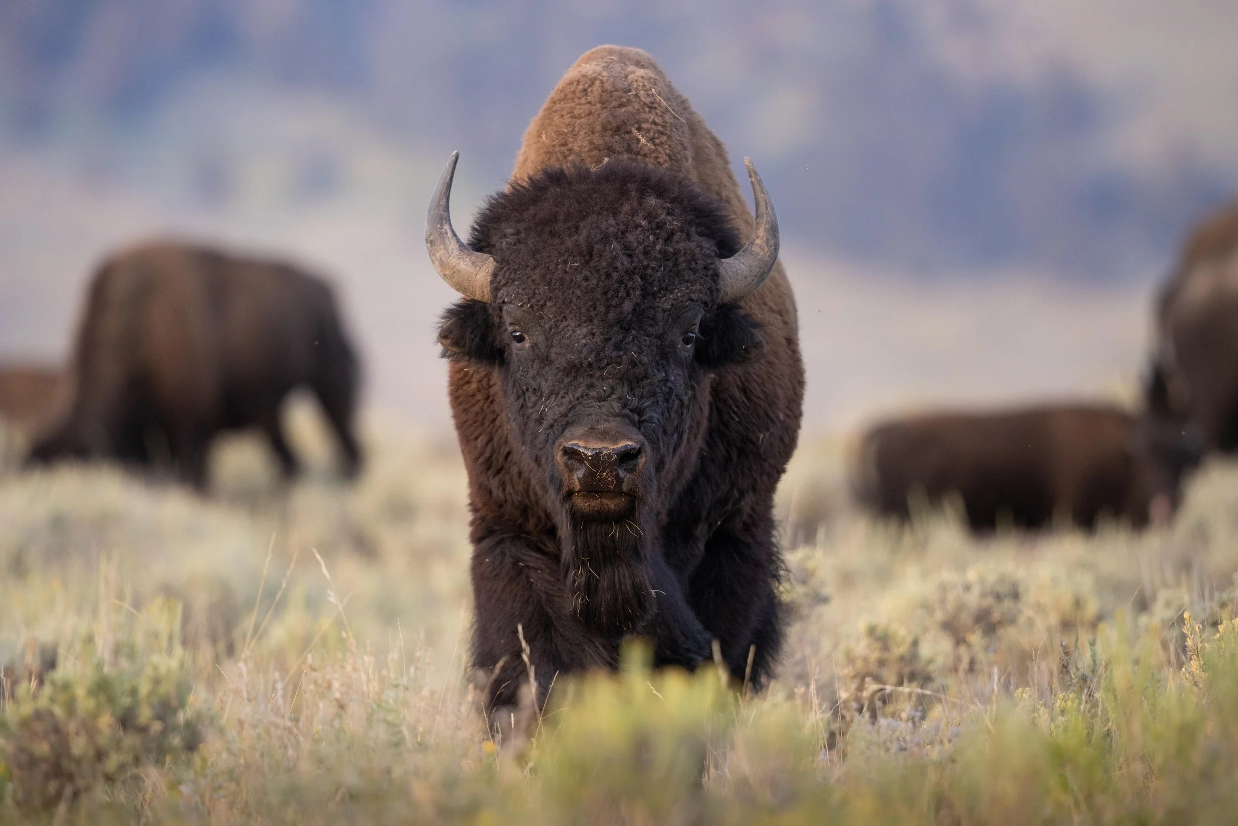 Colorful hot spring with steam rising, surrounded by trees, clouds, and mountains in the background.
