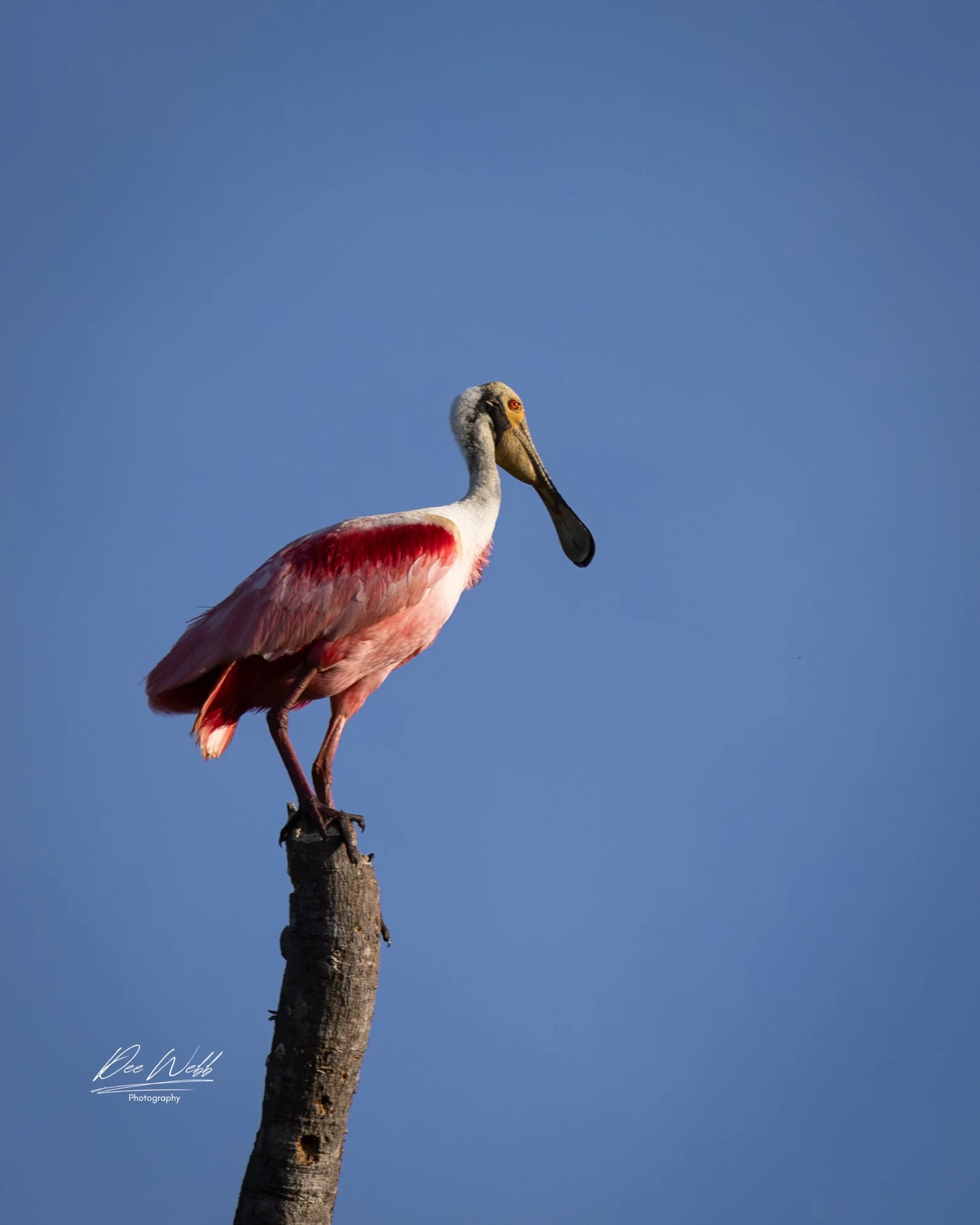 Rosey Spoon Billed.jpg