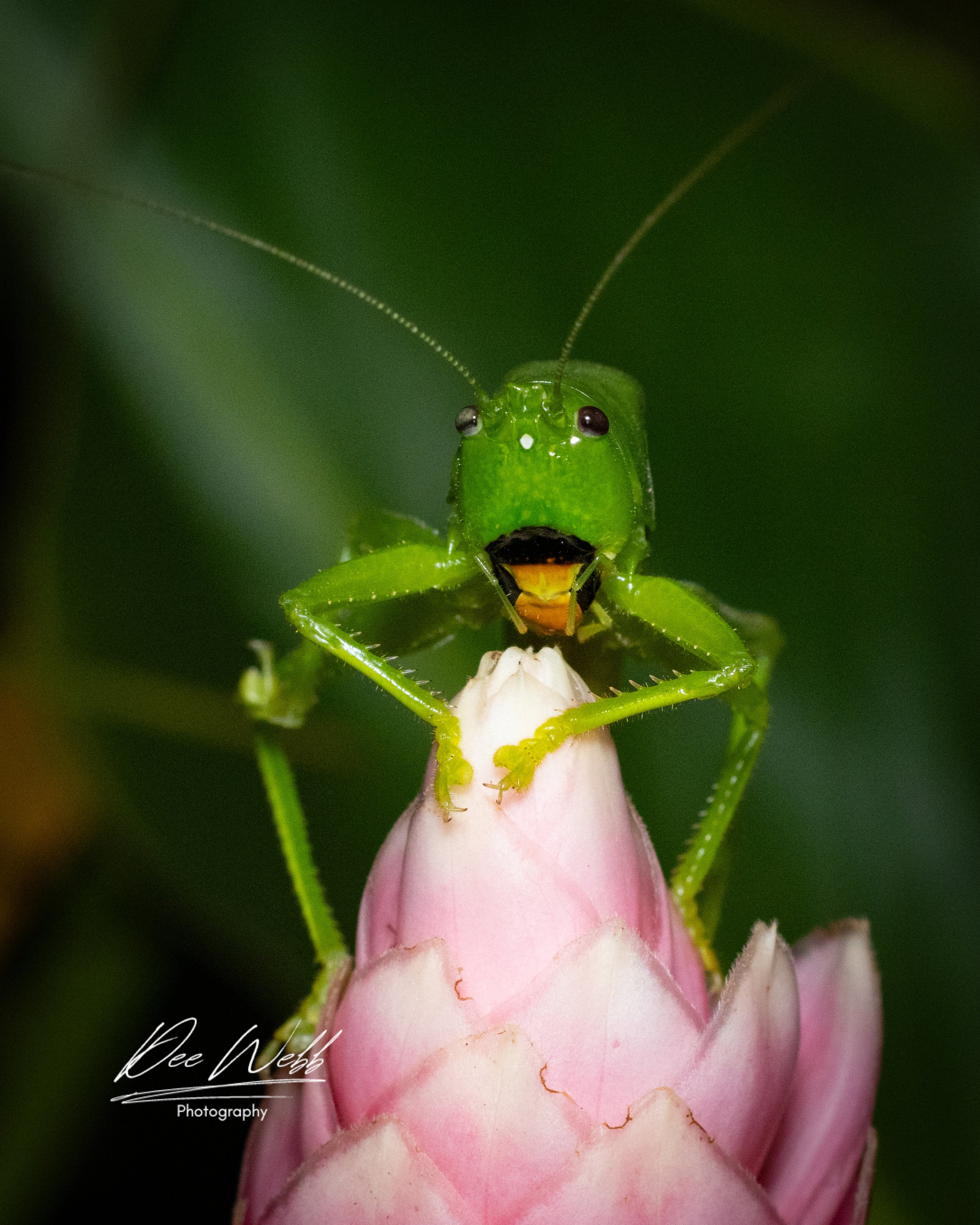Close-up of a green insect, possibly a katydid, perched on a pink flower bud, with a dark green background.