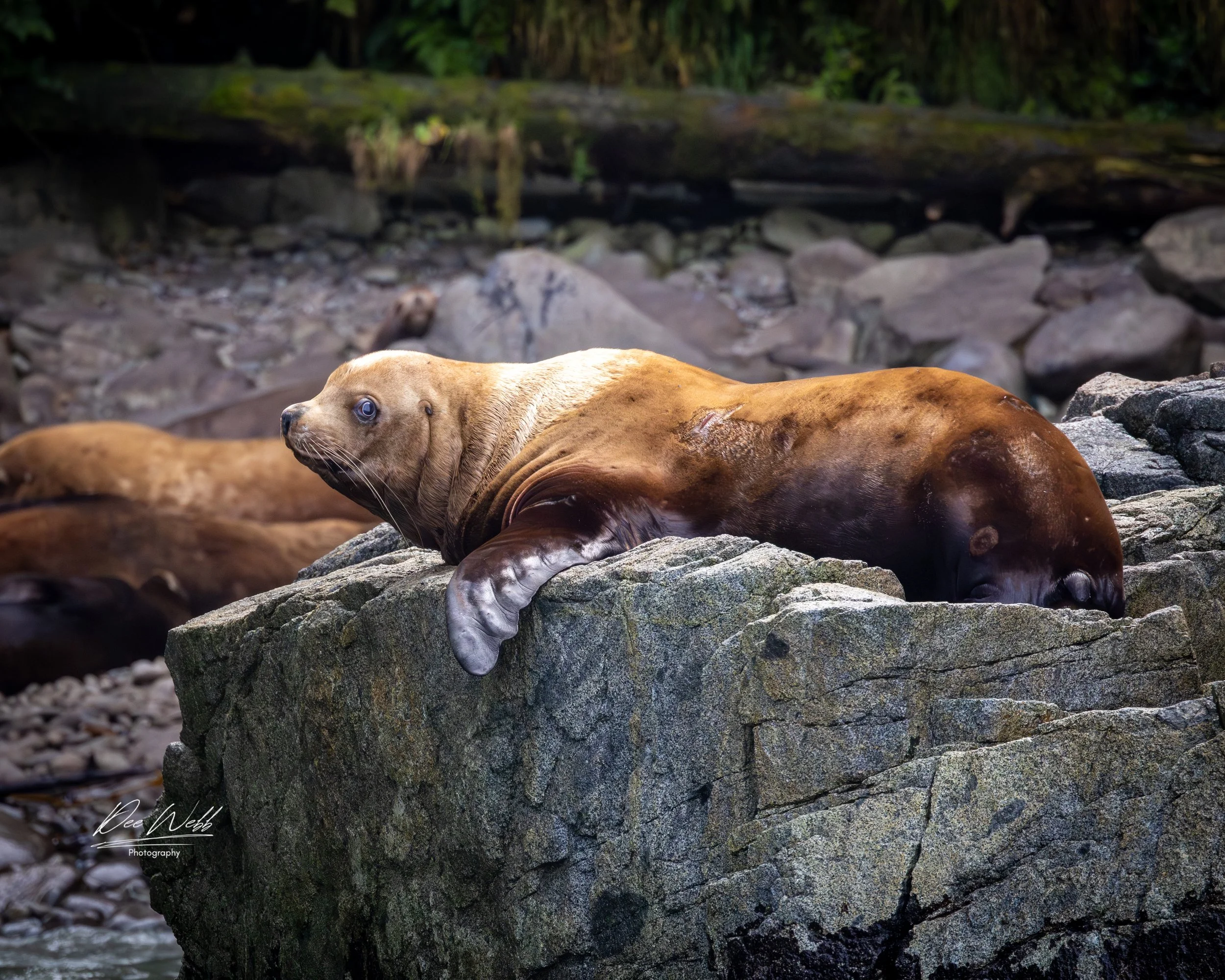 Bamfeild Seals 35.jpg