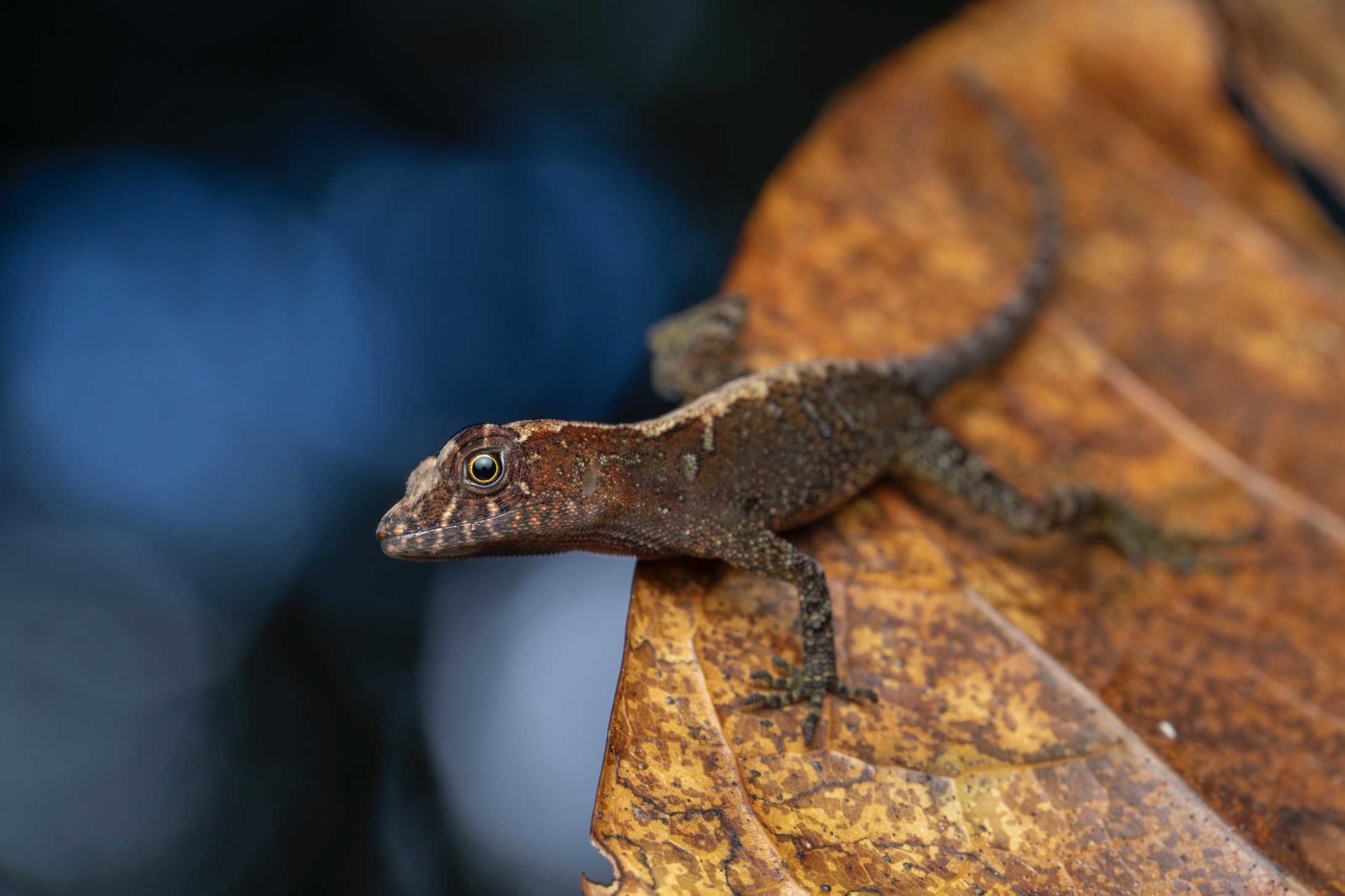 Small brown lizard with textured skin on a brown leaf with a dark blue background.