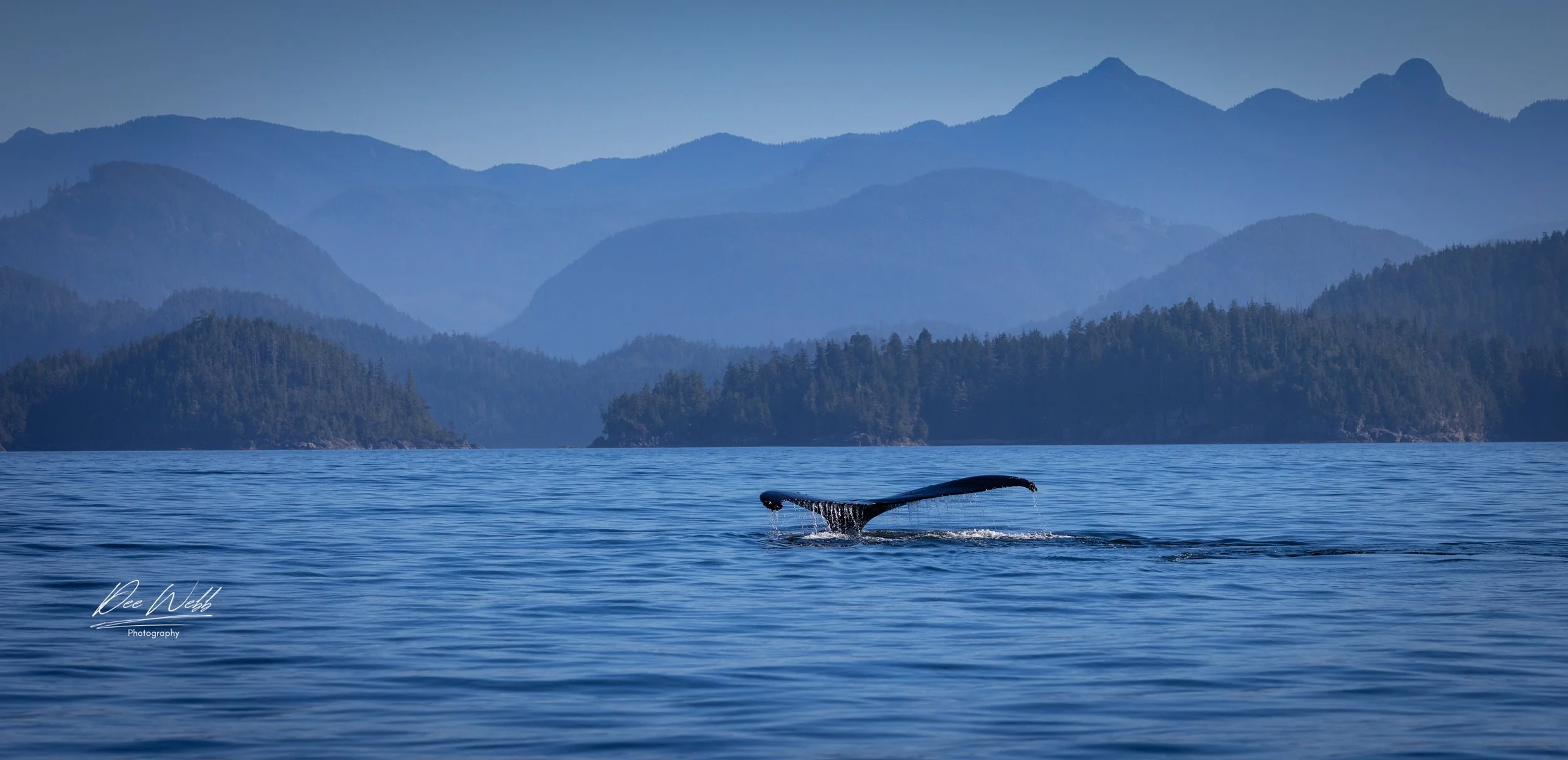 Bamfeild Whales 7.jpg