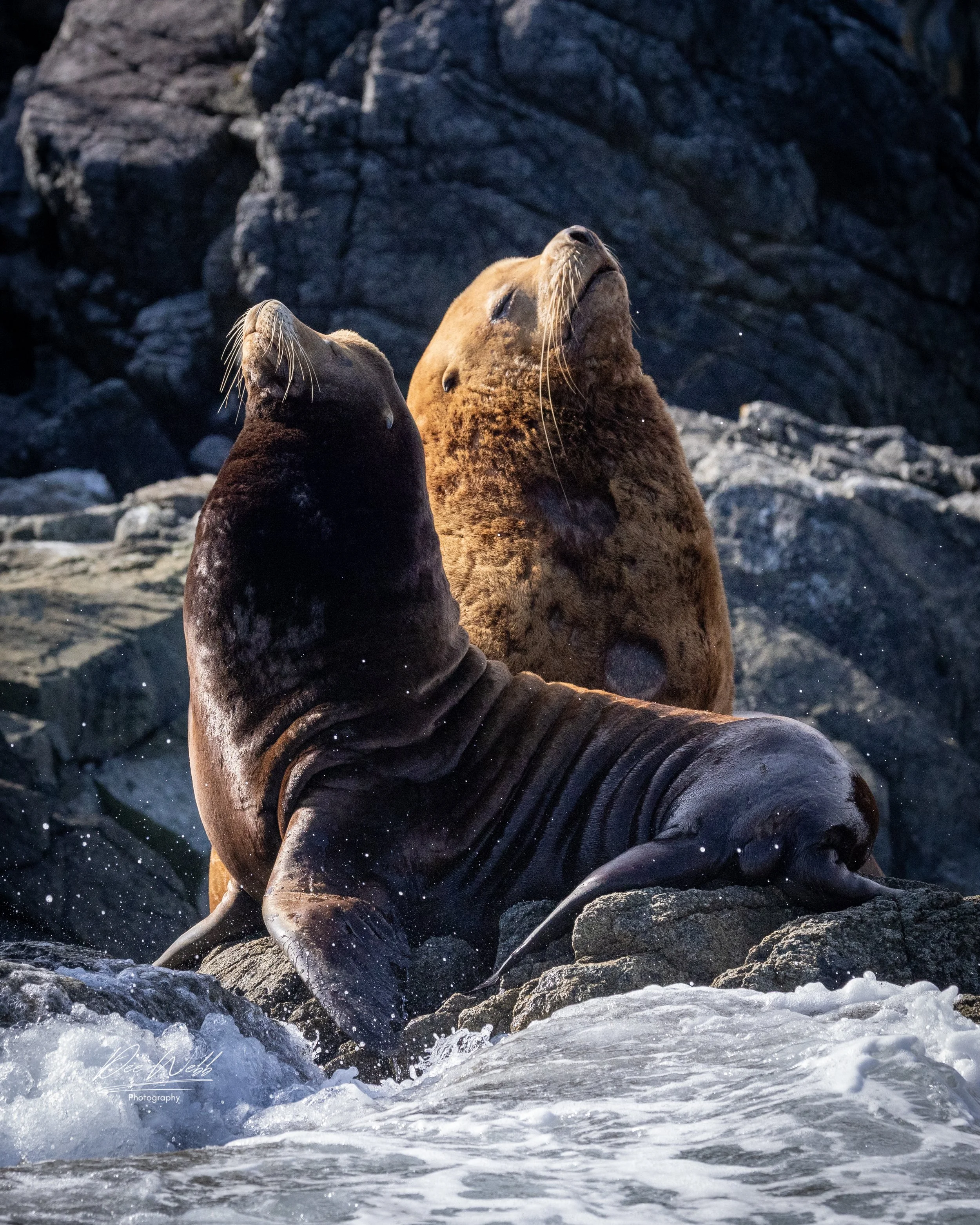 Bamfeild Seals 31.jpg