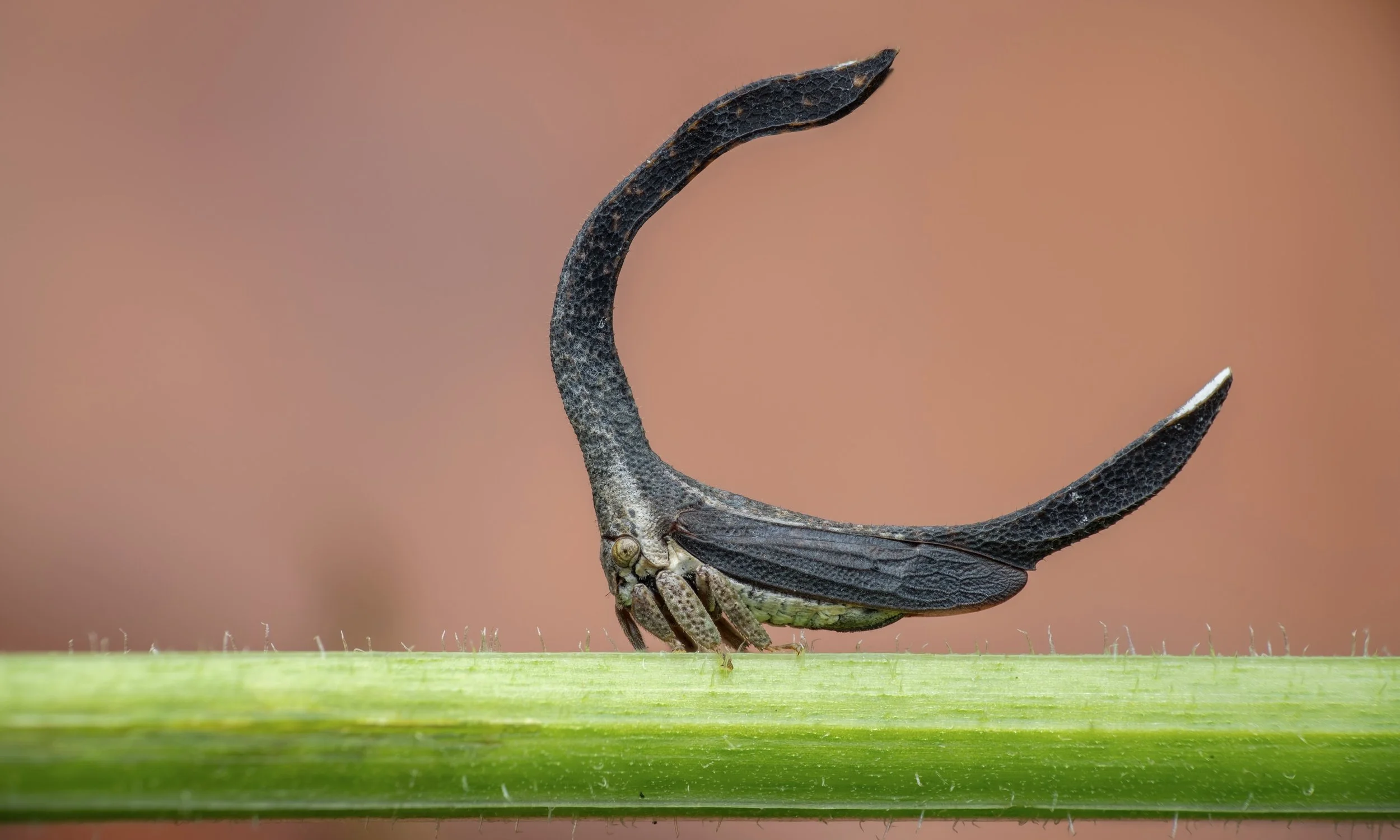 Close-up of a dragonfly sitting on a green stem with a blurred brown background.