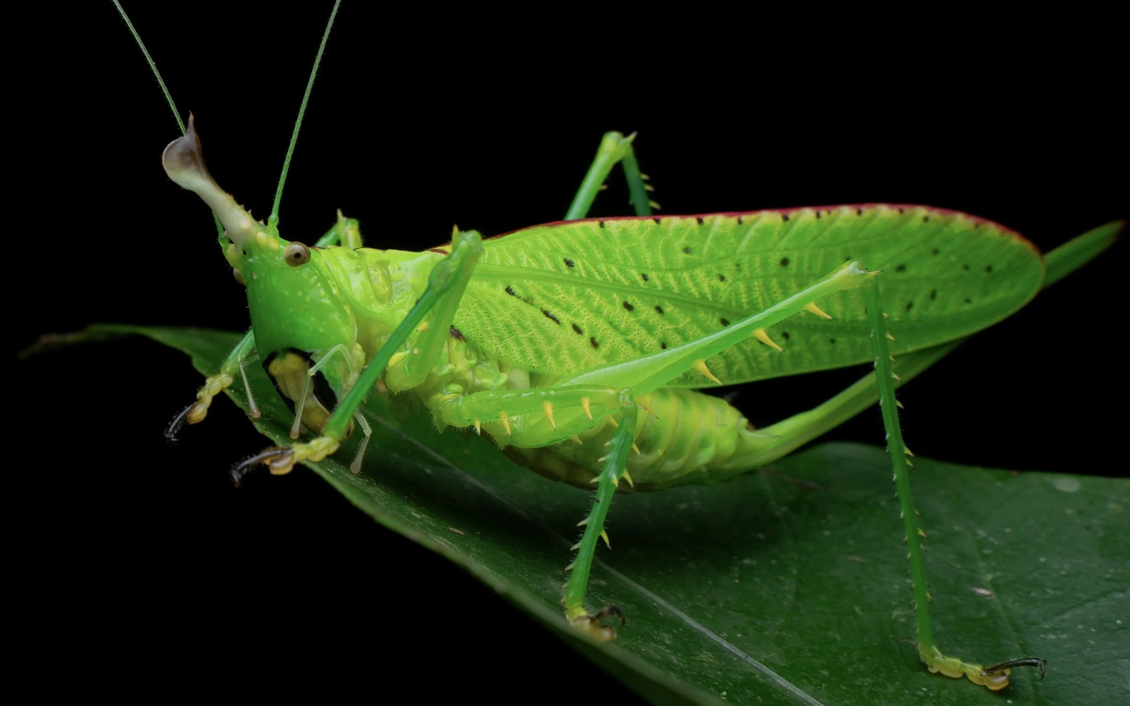 Close-up of a green praying mantis on a leaf against a black background.
