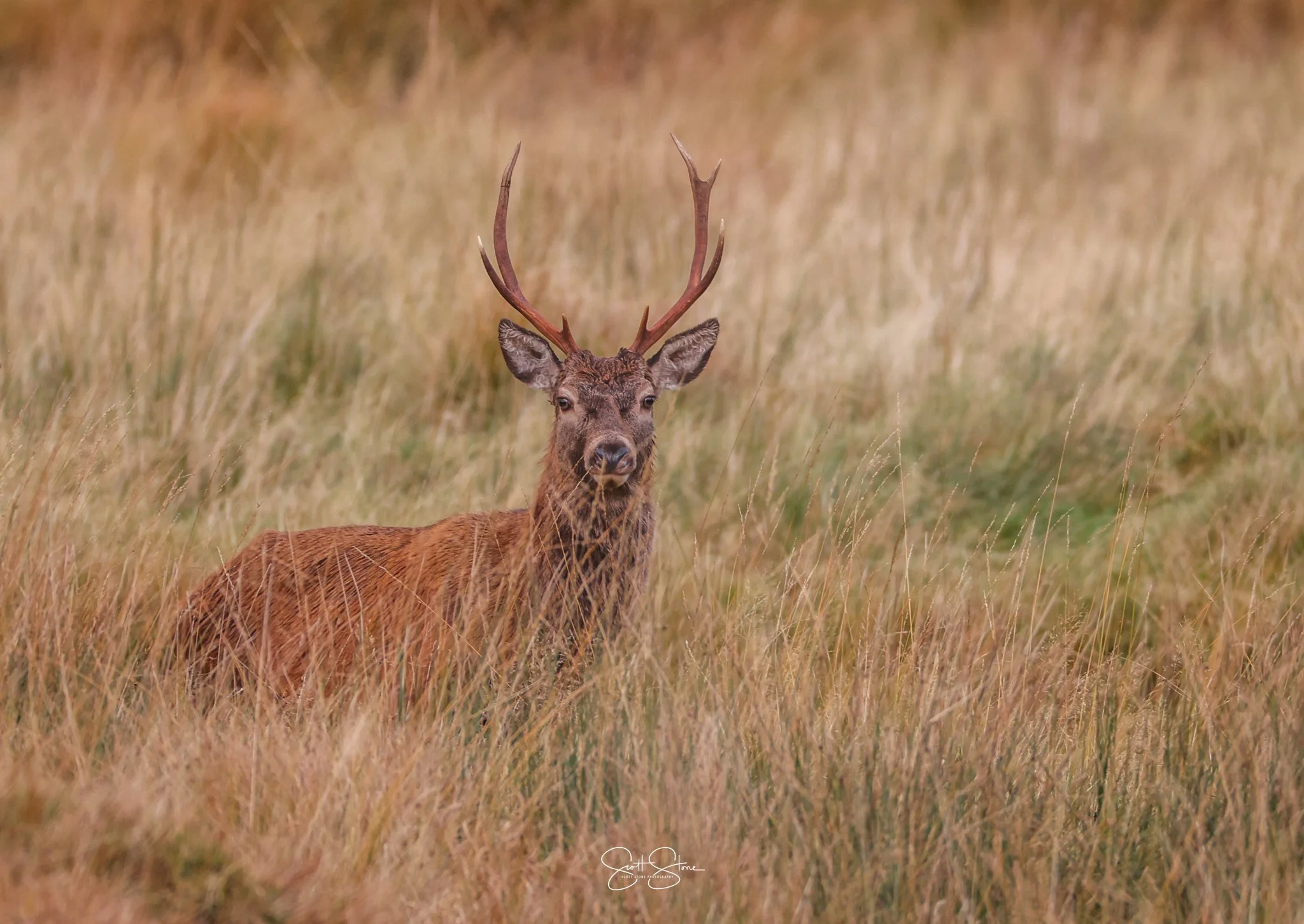 A deer with large antlers standing in a field of tall grass.