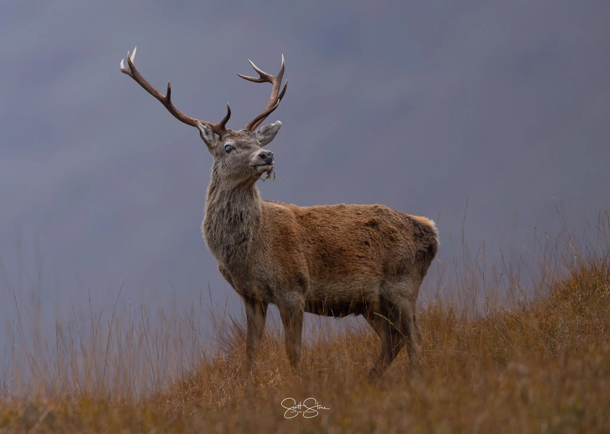 A majestic elk with large antlers standing on a grassy field with a foggy or overcast sky in the background.