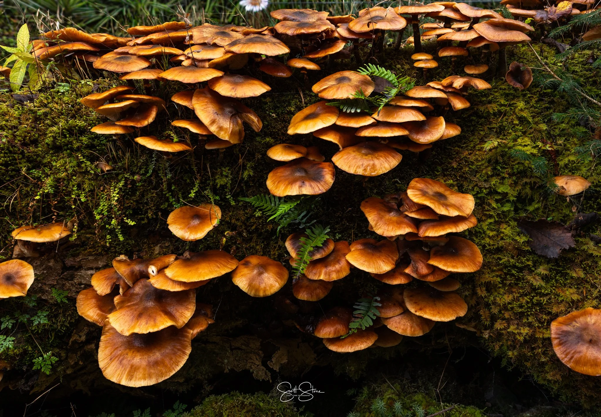 Cluster of brown mushrooms growing on a mossy log in a forest.