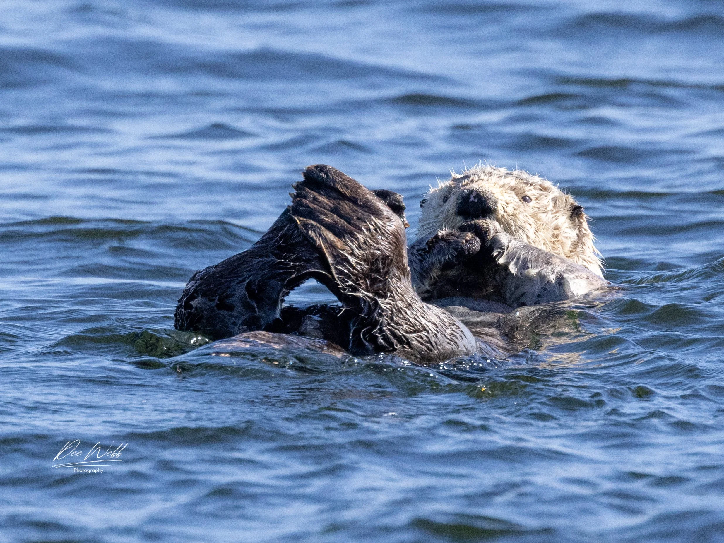 Bamfeild Otter 5.jpg