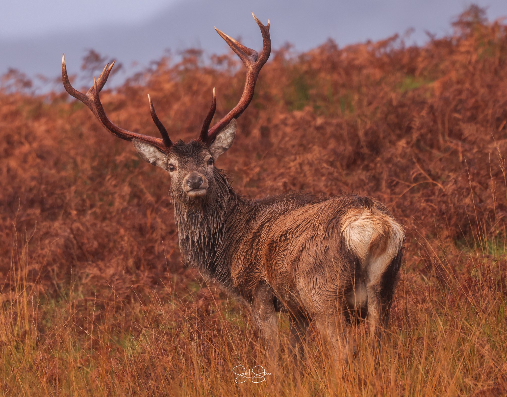 A majestic stag standing in a field of orange-brown foliage with large antlers and wet fur, looking towards the camera.
