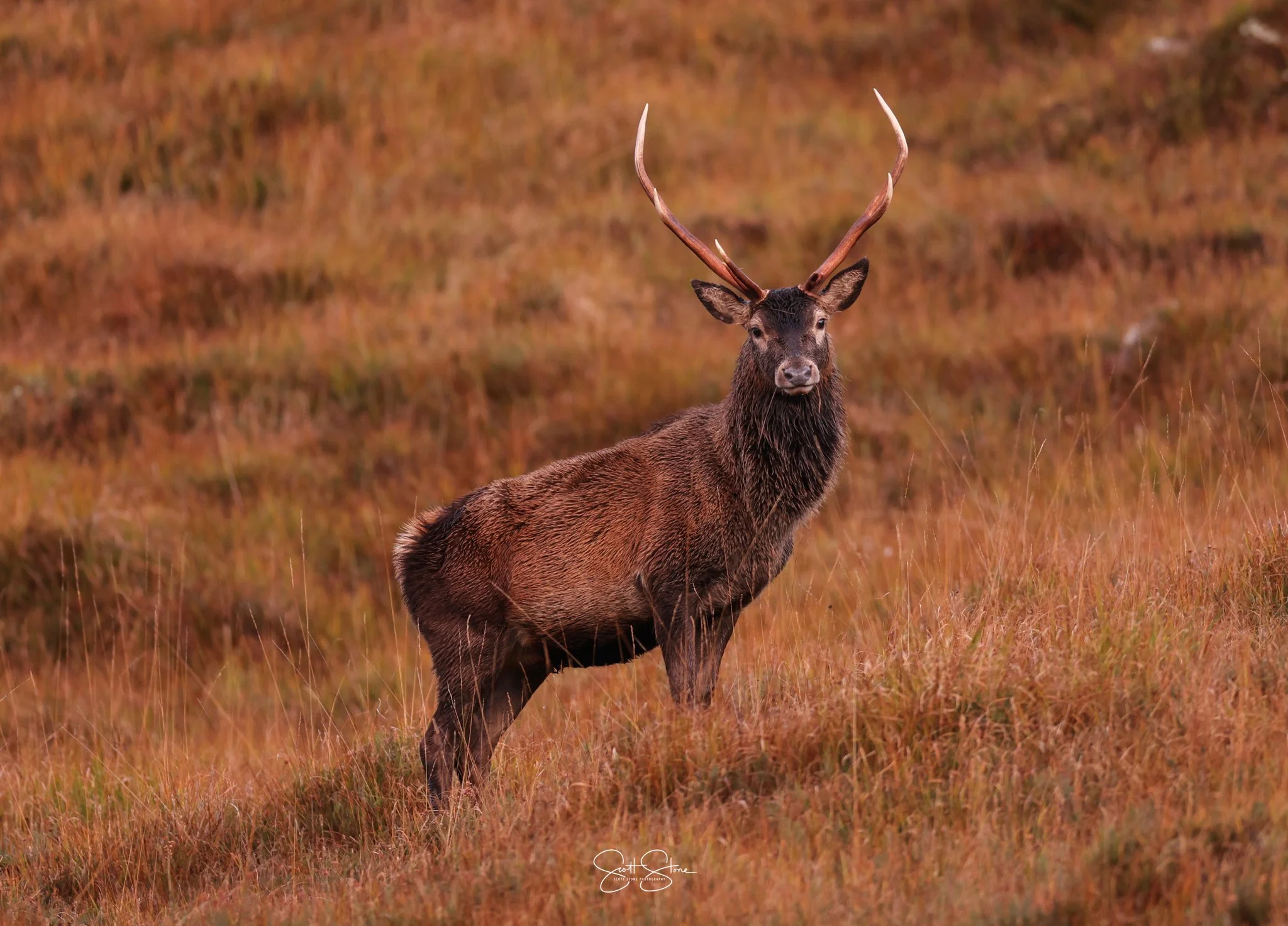 A majestic stag with large antlers standing in a field with reddish-brown grass.