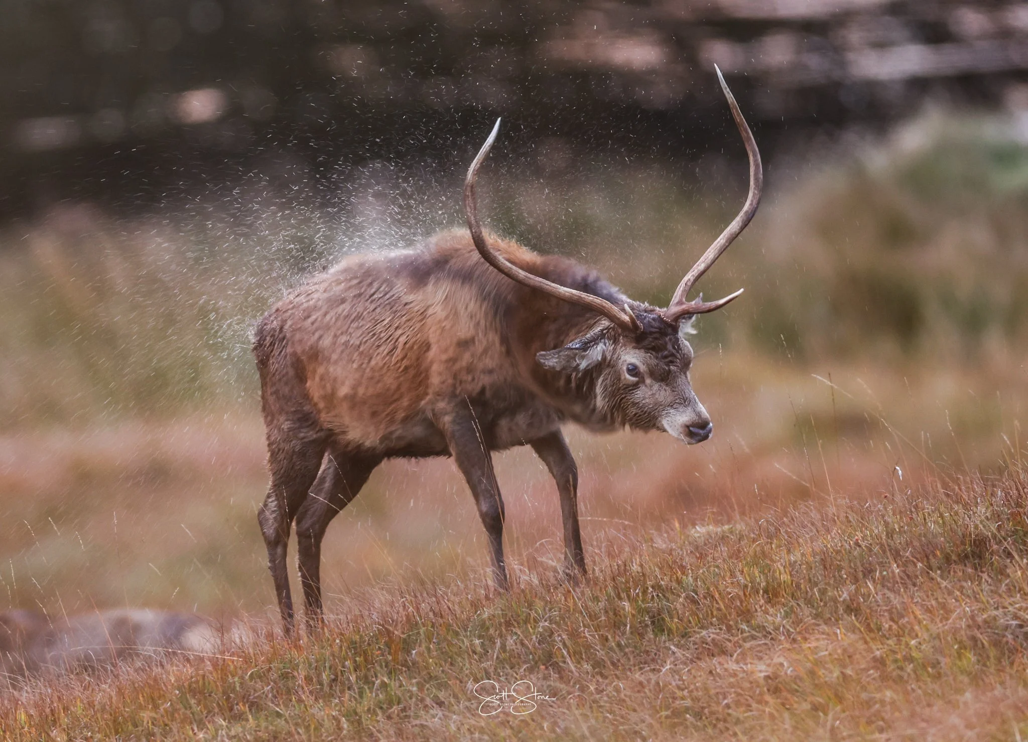 A moose standing in a grassy field, shaking water off with rain droplets in the air.