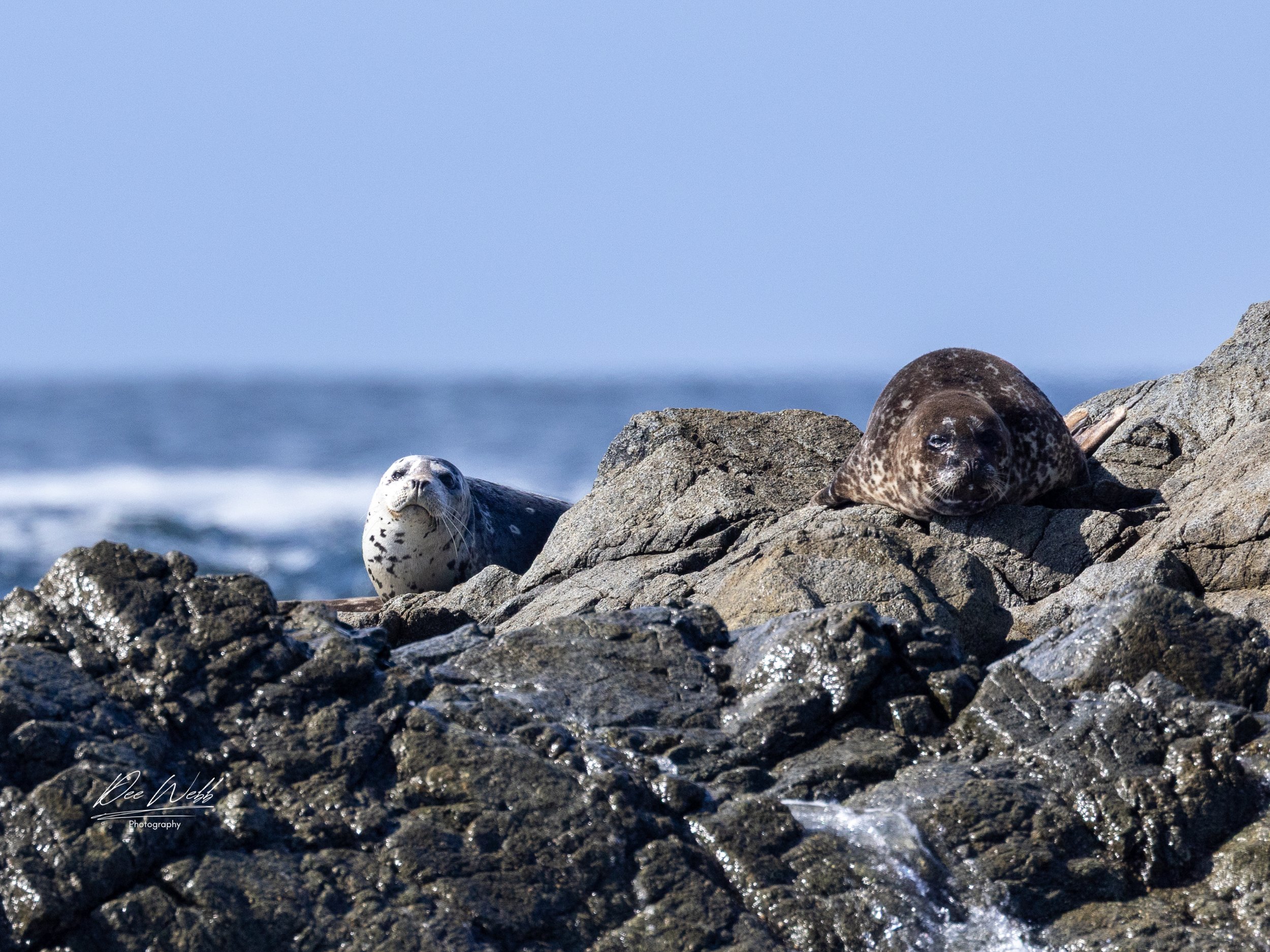 Bamfeild Seals 10.jpg