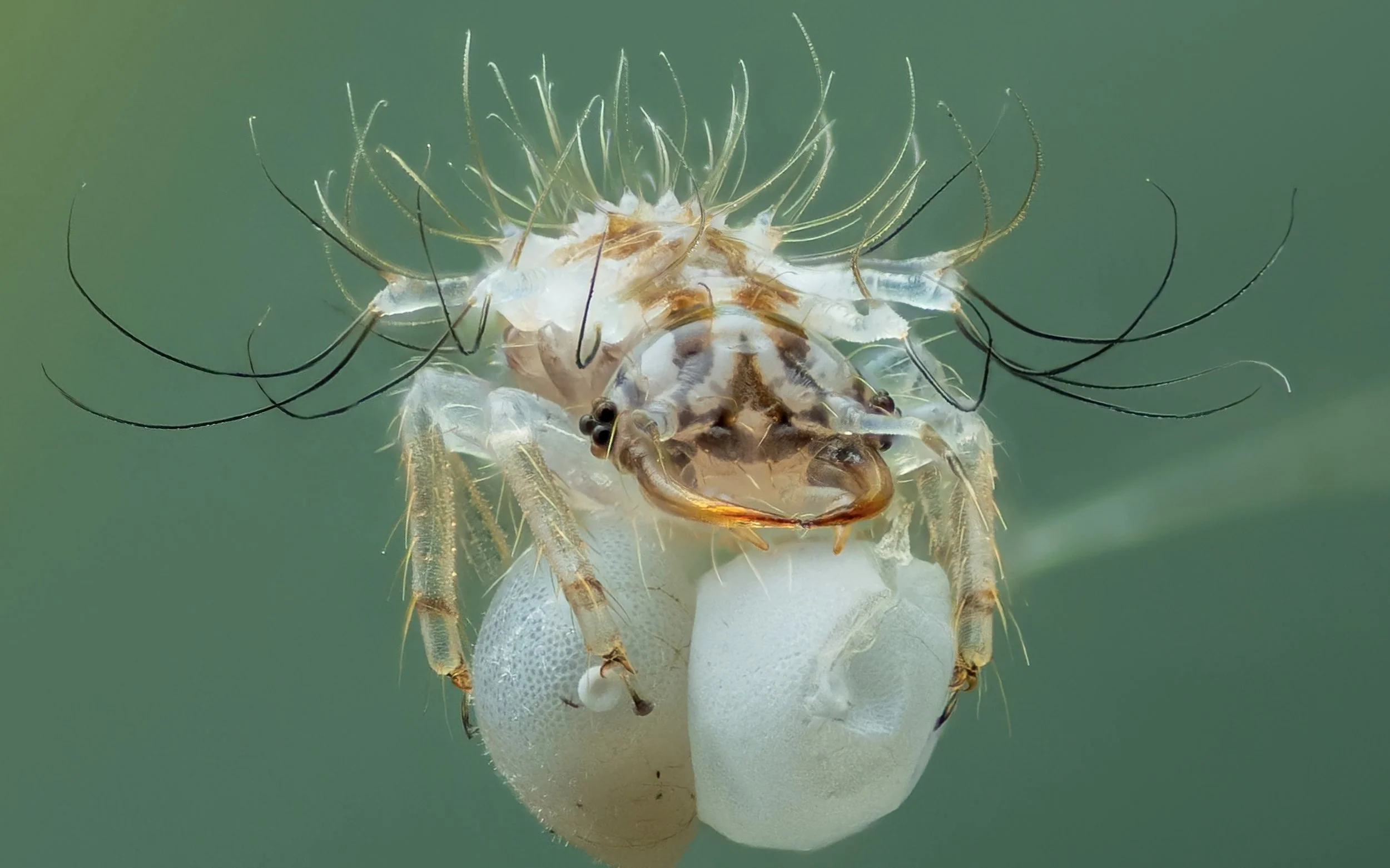 Close-up of a mantis shrimp emerging from an eggshell.