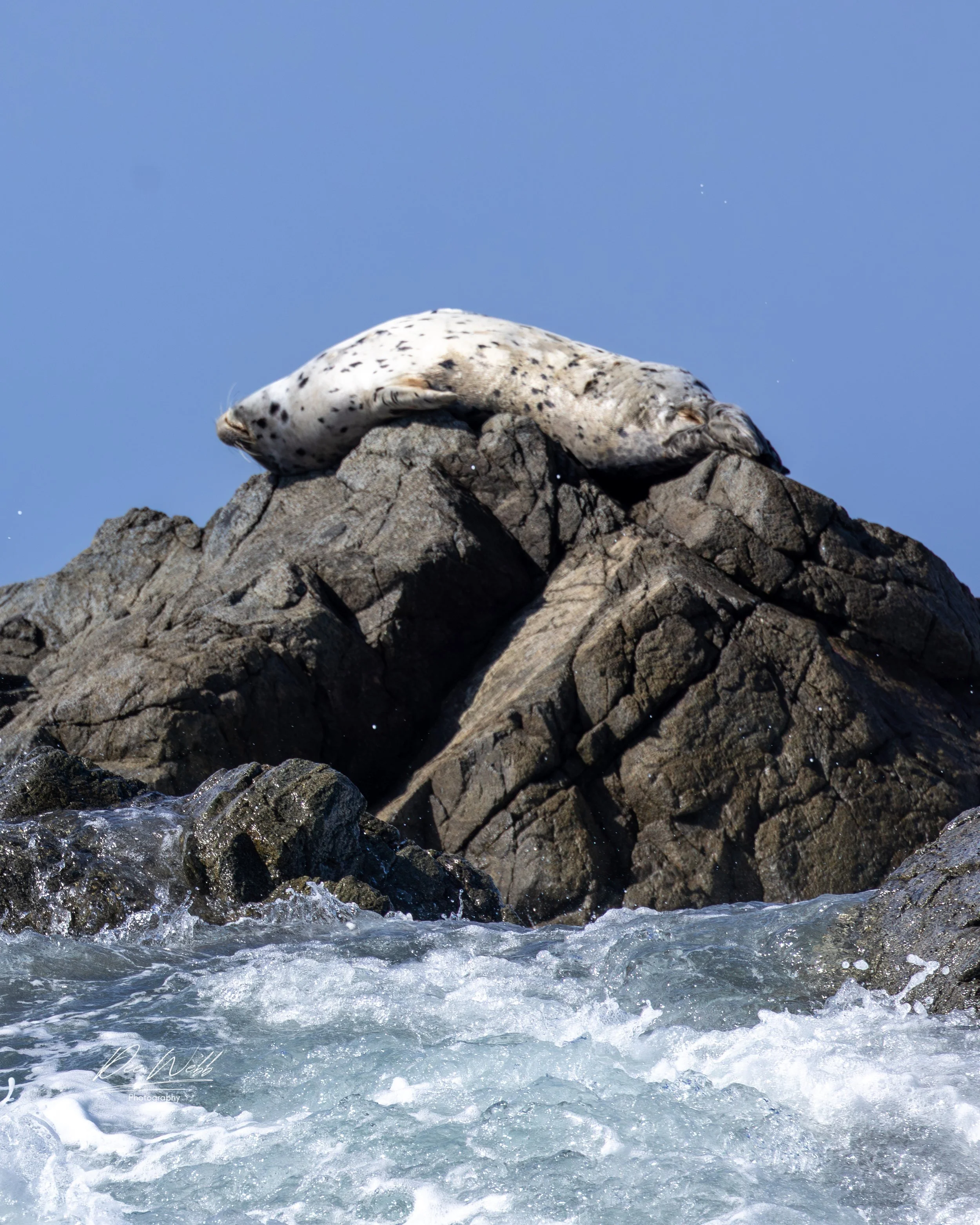 Bamfeild Seals 9.jpg