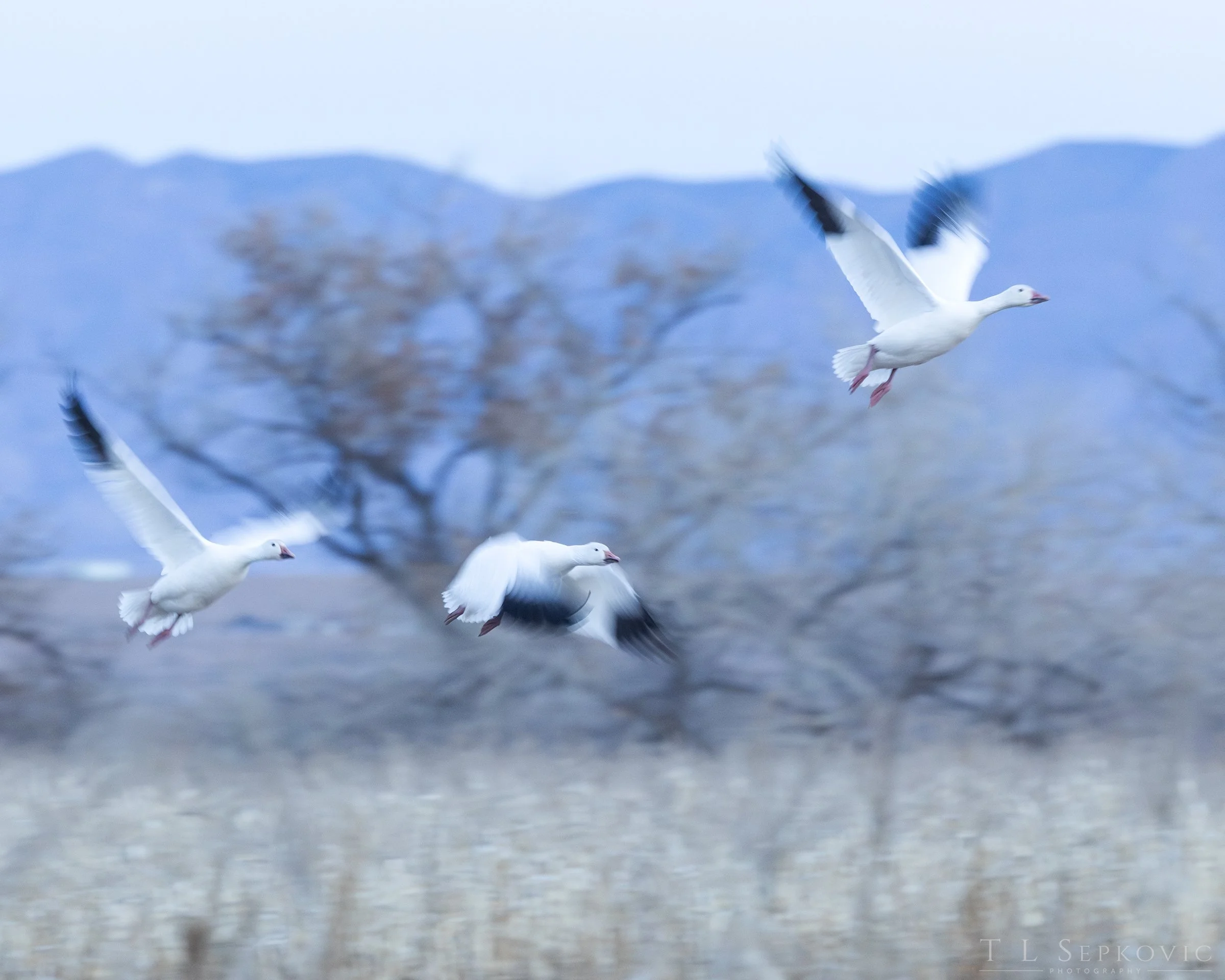 7W0A8053-a (web) - Copy.jpg