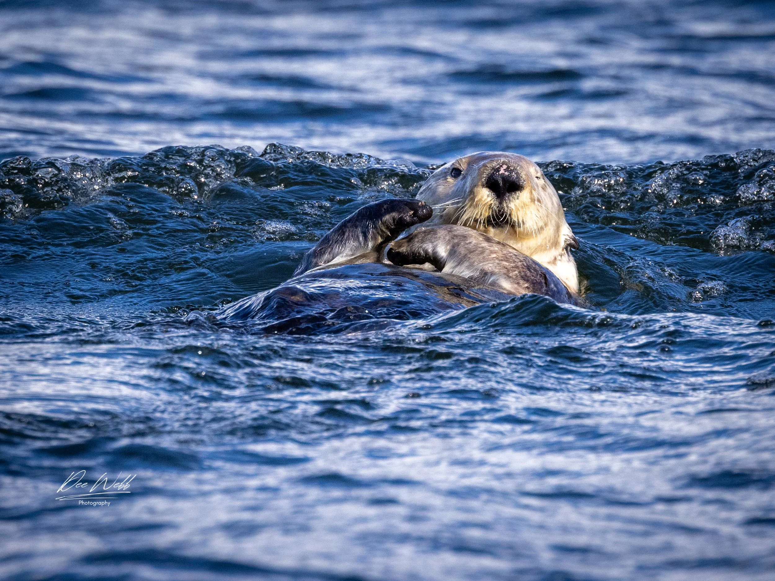 Bamfeild Otter 2.jpg