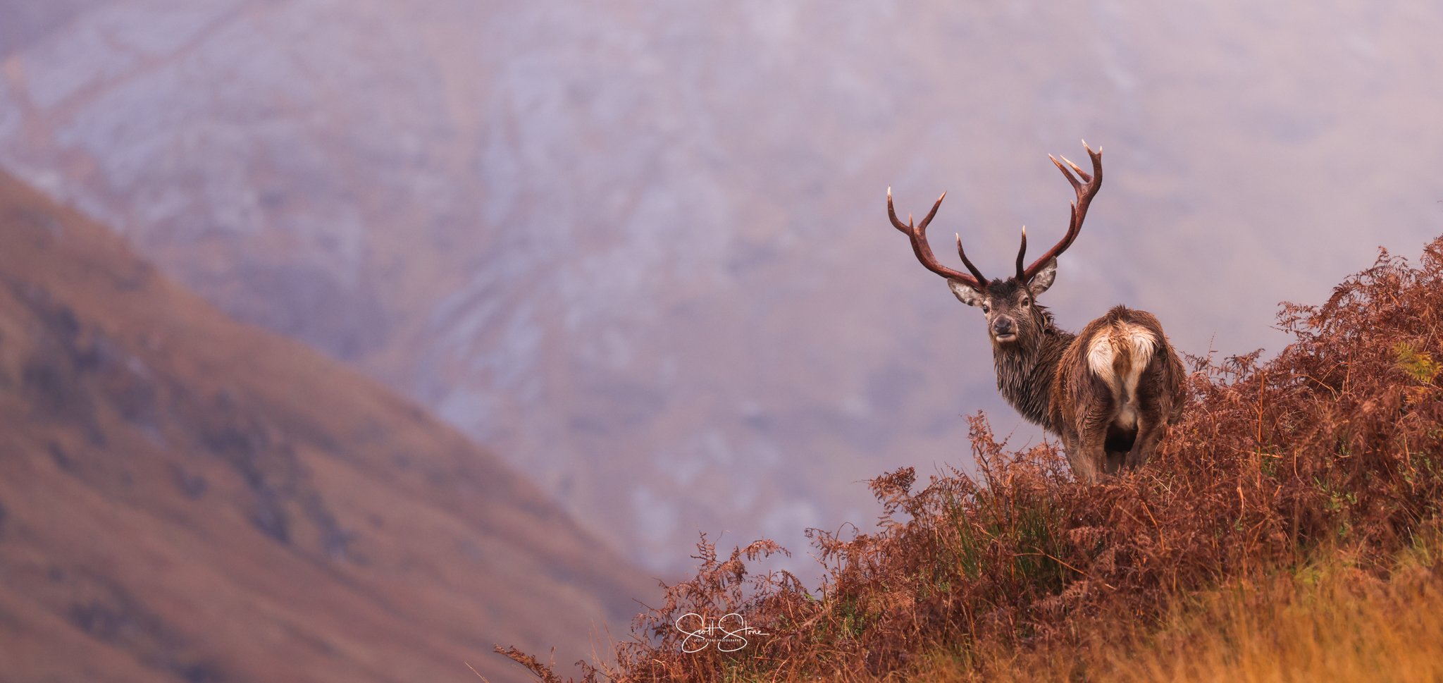 A majestic stag with large antlers standing on a hillside covered in brown and orange foliage, with mountains in the background.