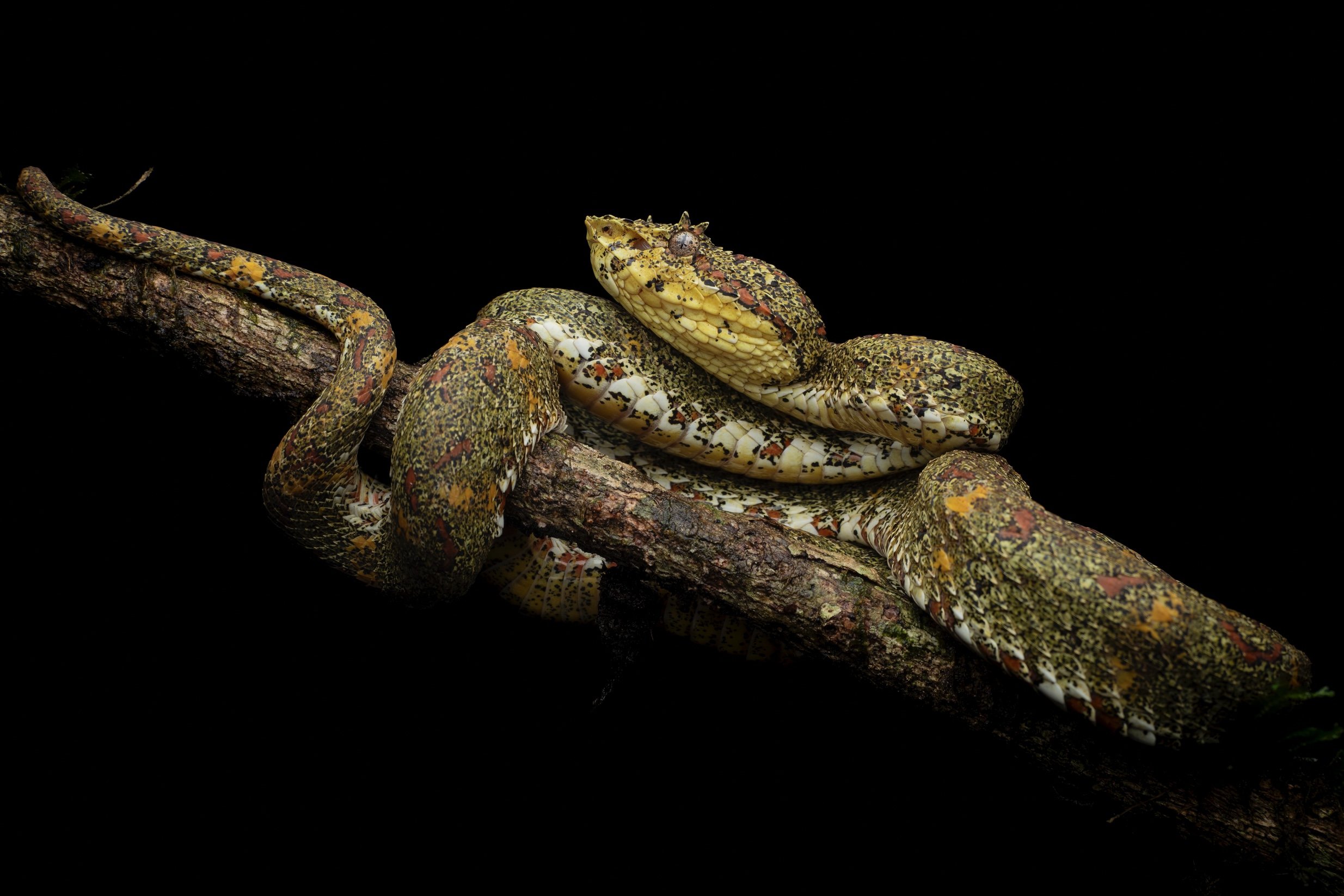 Colorful snake coiled around a tree branch against a black background.