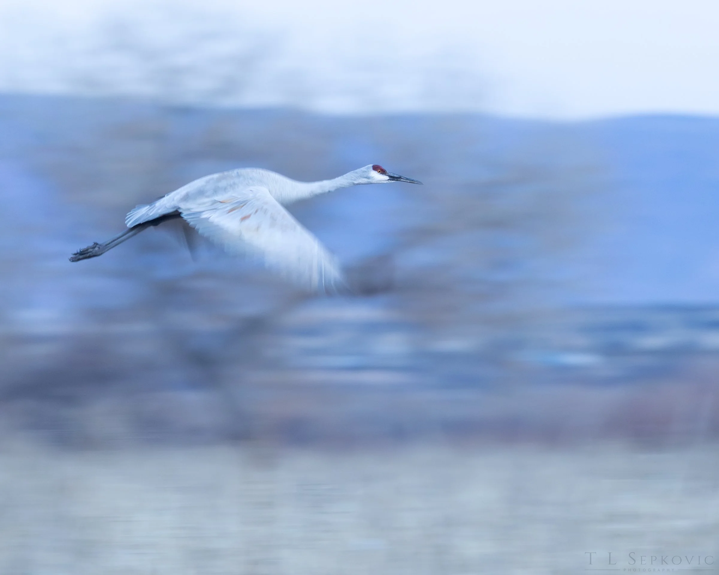 7W0A8208-a(web) - Copy.jpg