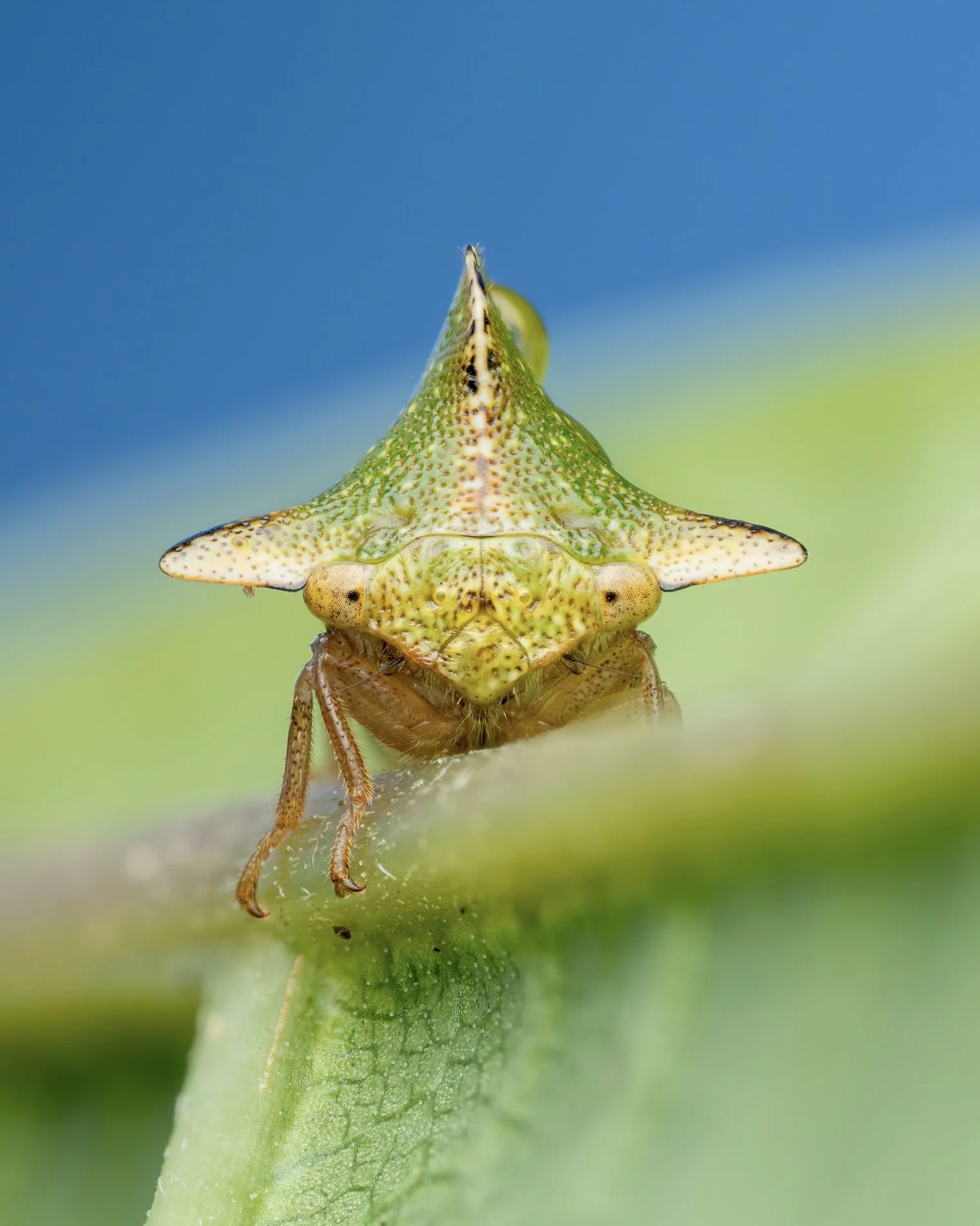Close-up of an insect resembling a leaf, with a green, textured body and horn-like extensions on its head, perched on a green plant stem.