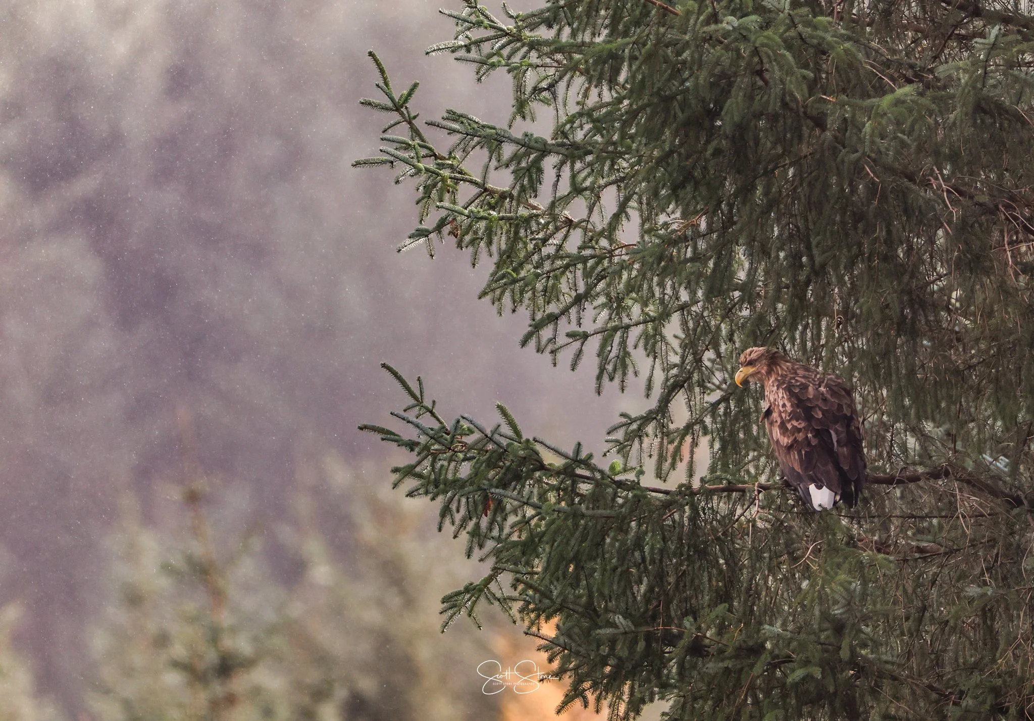 A bird of prey, possibly an eagle, perched on a branch of a coniferous tree, with foggy or misty background.