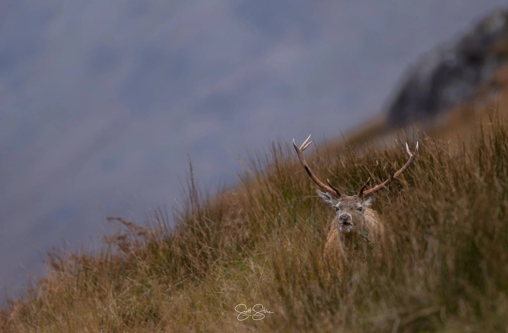 A majestic deer with large antlers standing in grassy terrain on a hillside, with a blurry distant mountain in the background.
