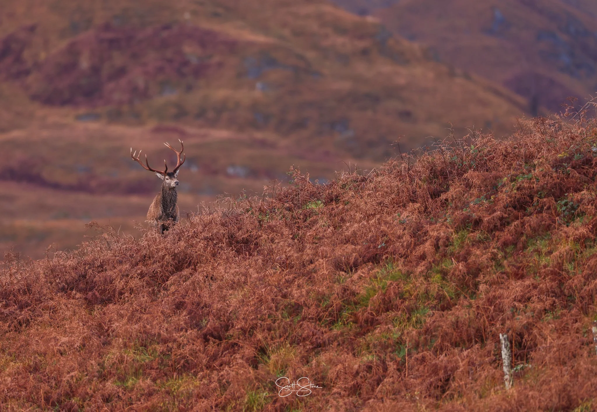 A red deer standing on a hillside covered in reddish-brown ferns with a mountain landscape in the background.