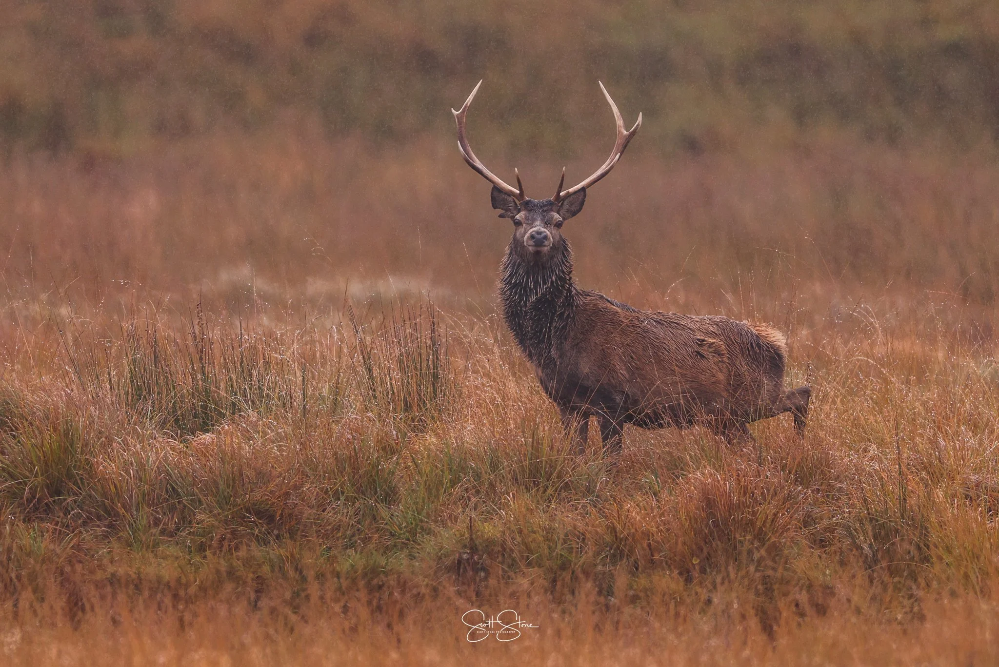 A stag with large antlers standing in tall grass in a natural landscape.