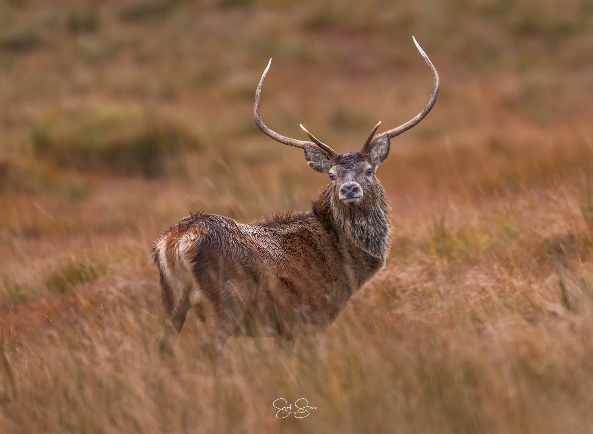 A brown elk with large antlers standing in a grassy field.