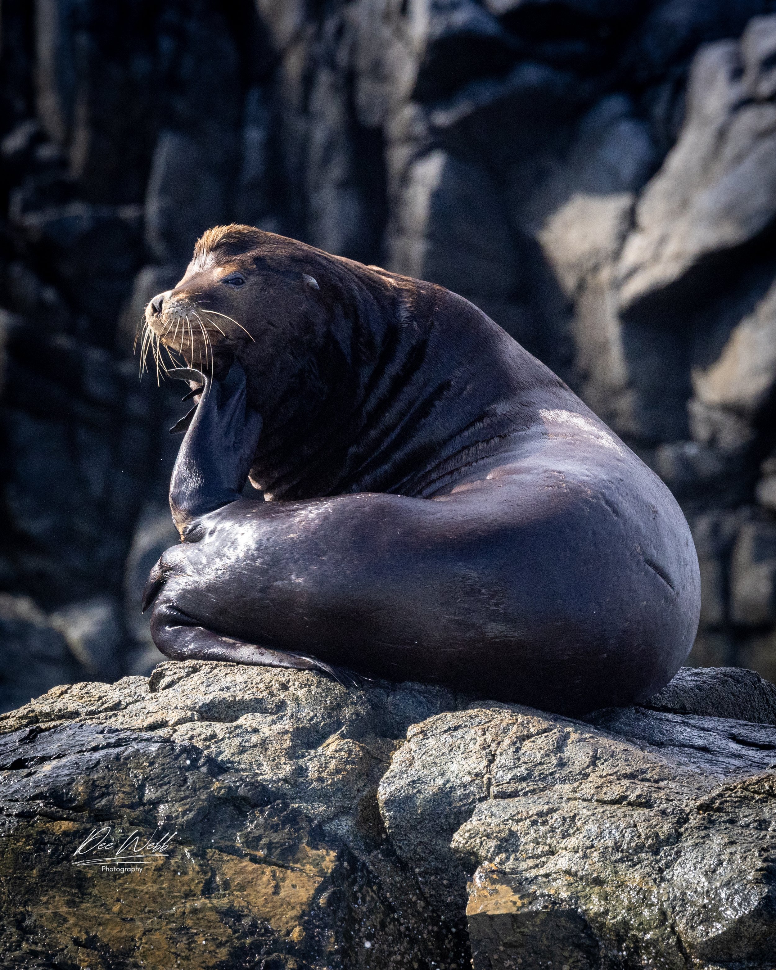 Bamfeild Seals 33.jpg