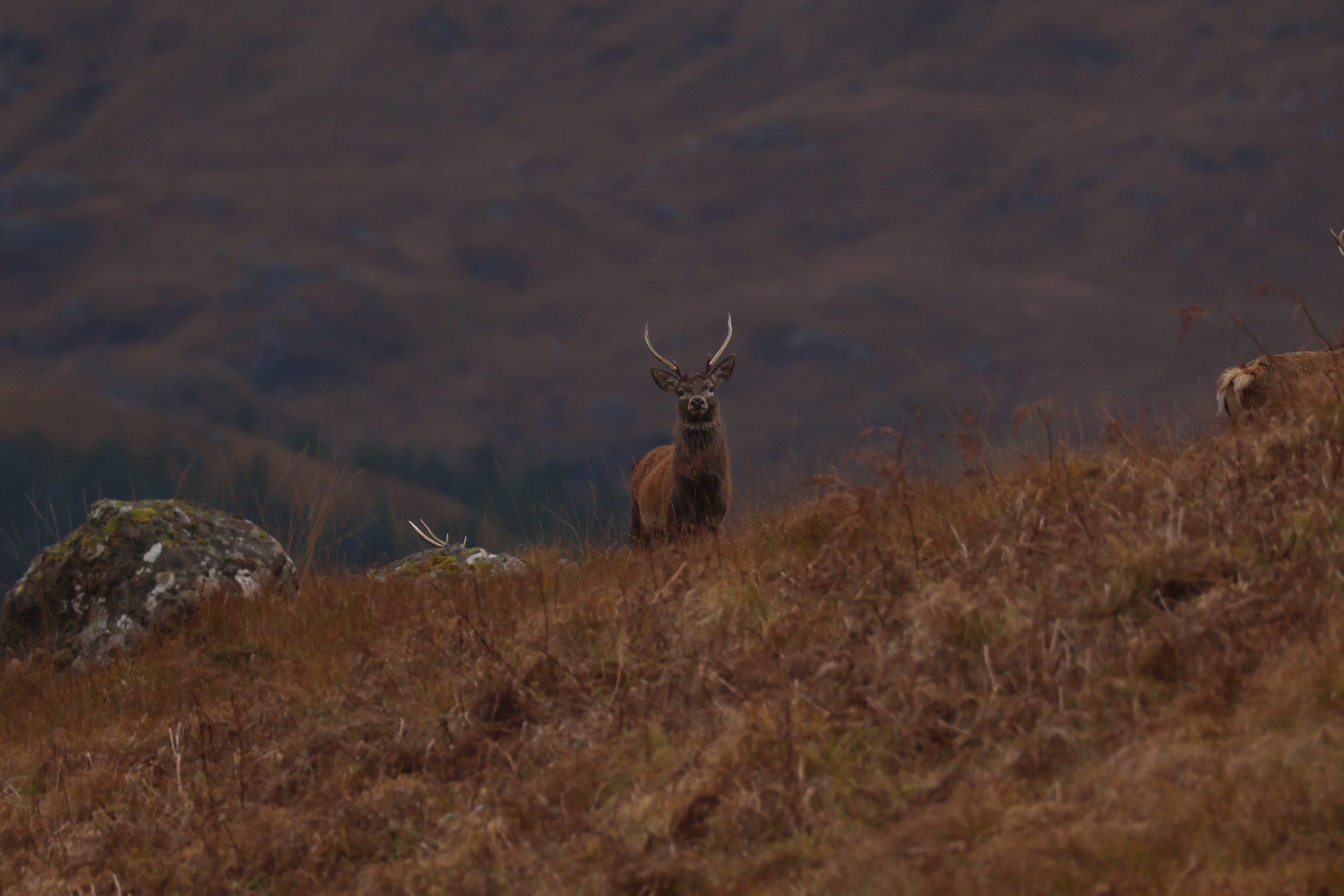 A deer with antlers standing on a grassy hillside with a dark, mountainous landscape in the background.