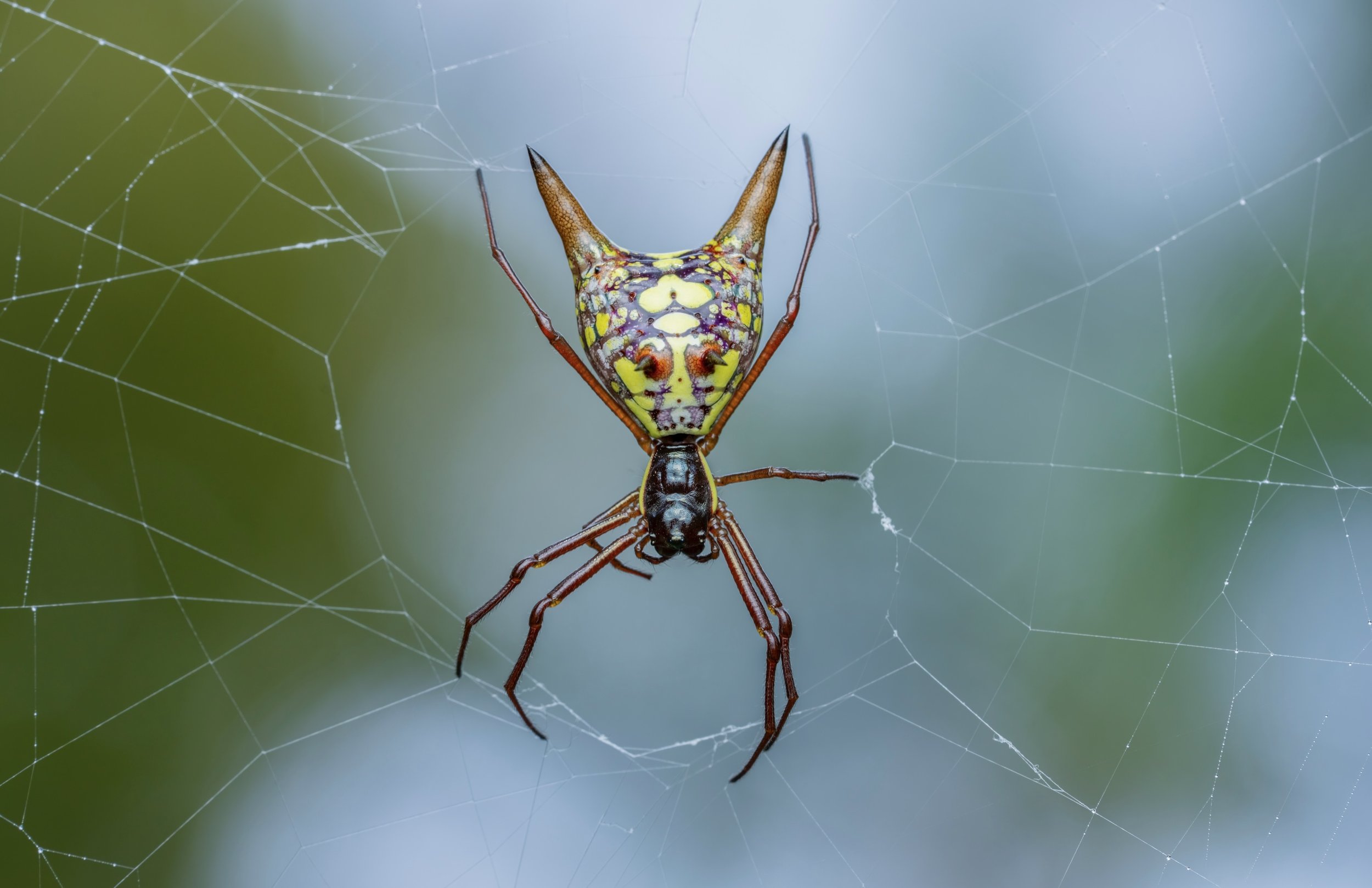 A spider caught in its web with a yellow and purple patterned insect in its mouth.