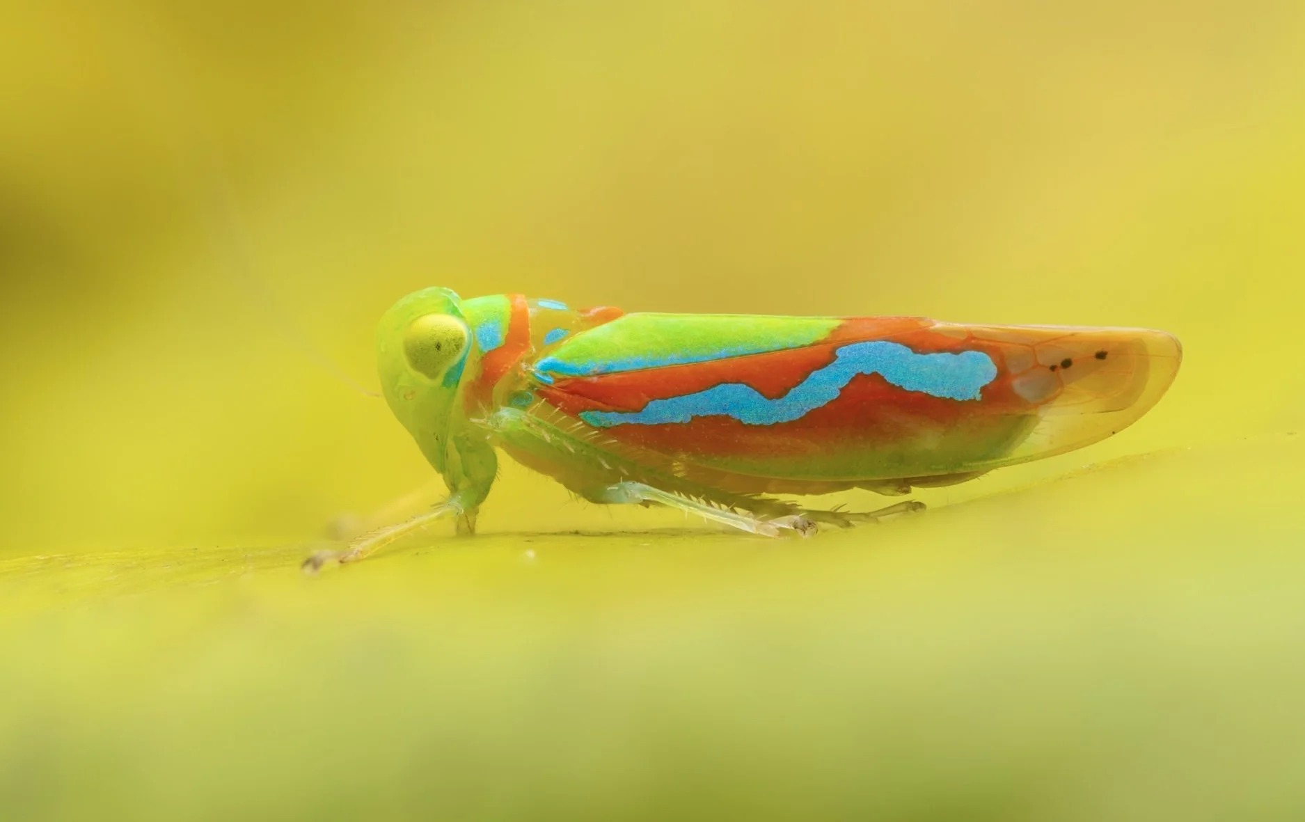 Close-up of a colorful insect with bright green head, neon green eyes, orange and blue markings, and translucent wings, against a yellow background.