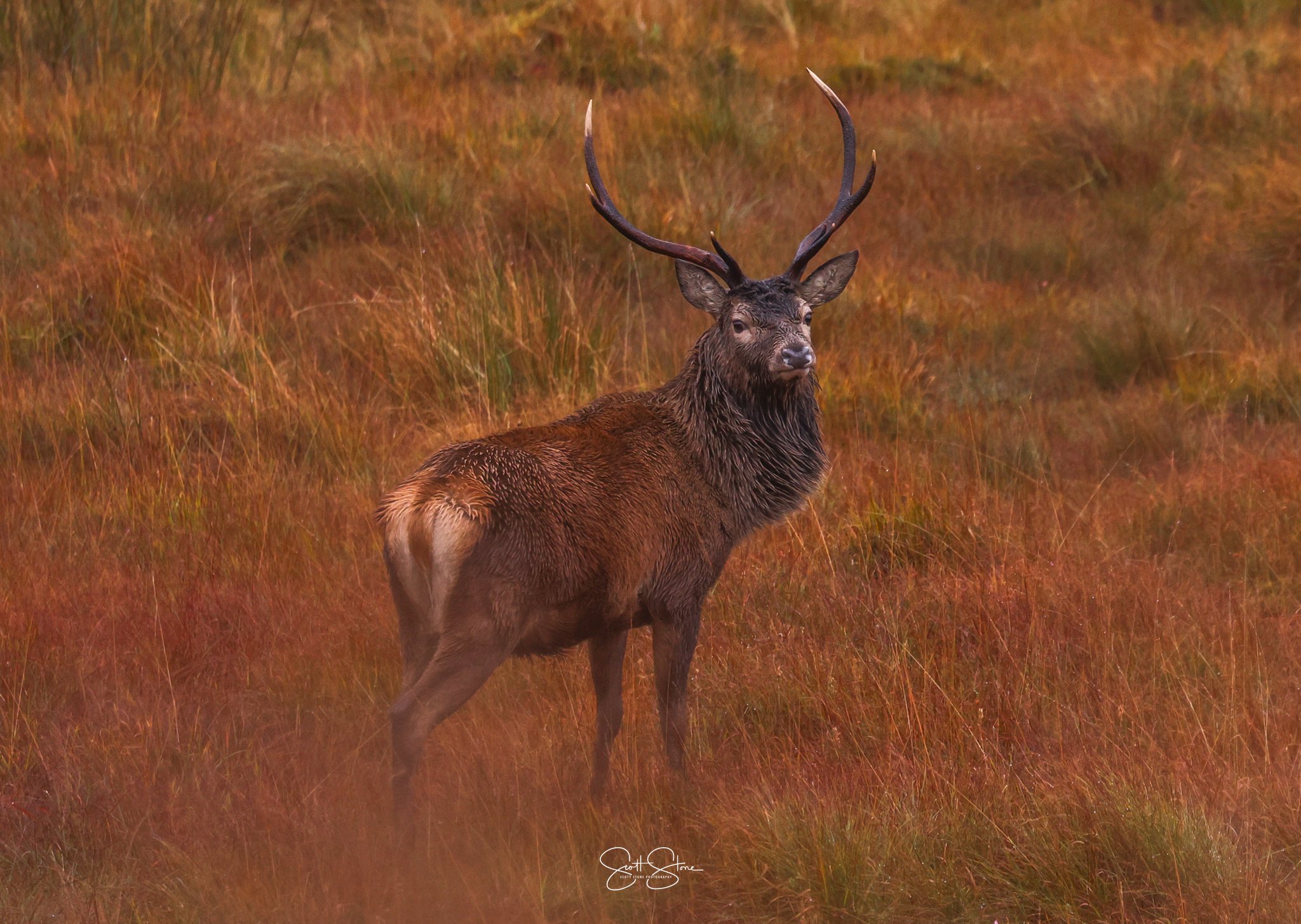A majestic elk with large antlers standing in a grassy field with autumn-colored grass.