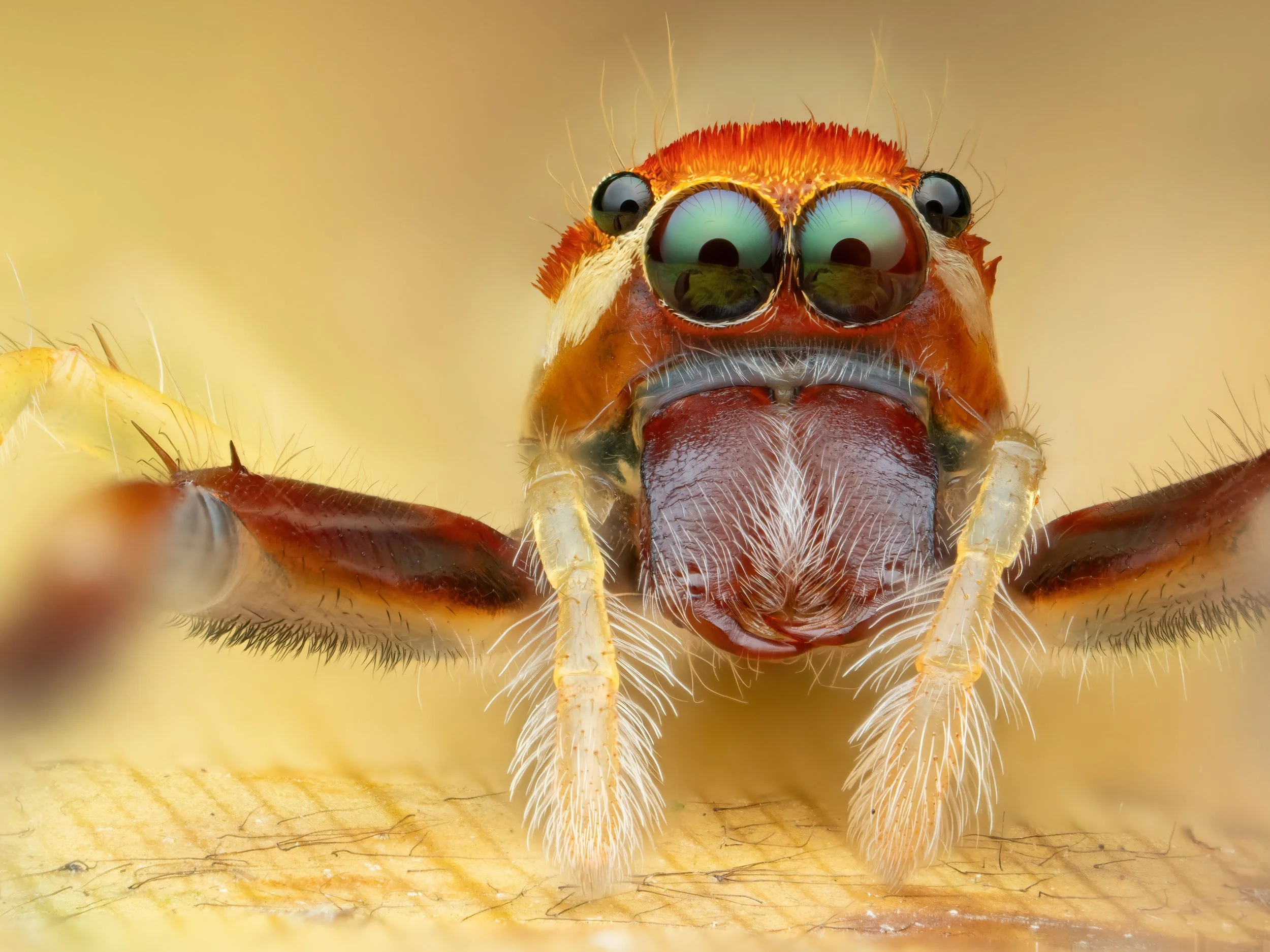 Springspinne2.jpg