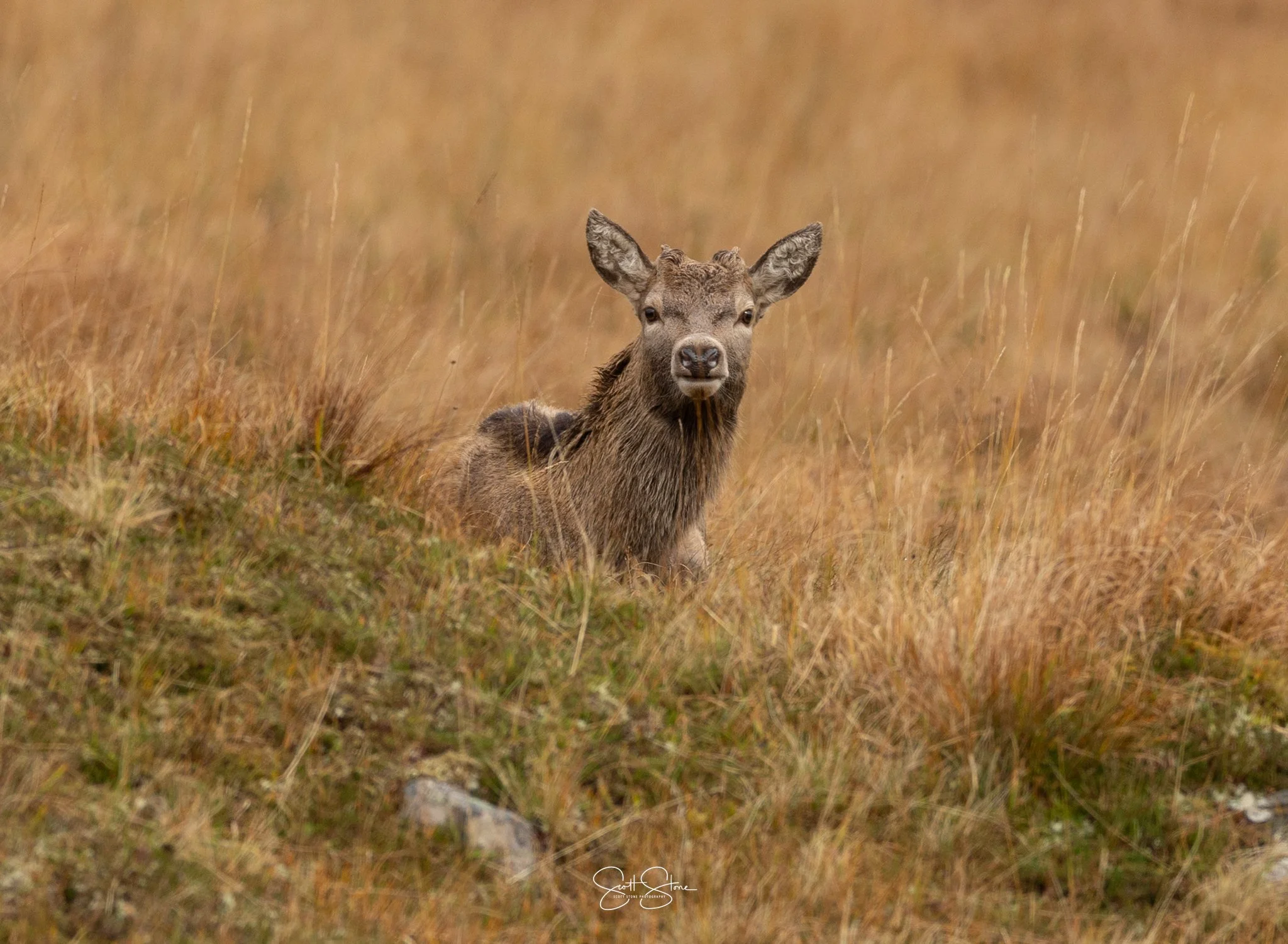 A deer sitting in a grassy field, looking directly at the camera.