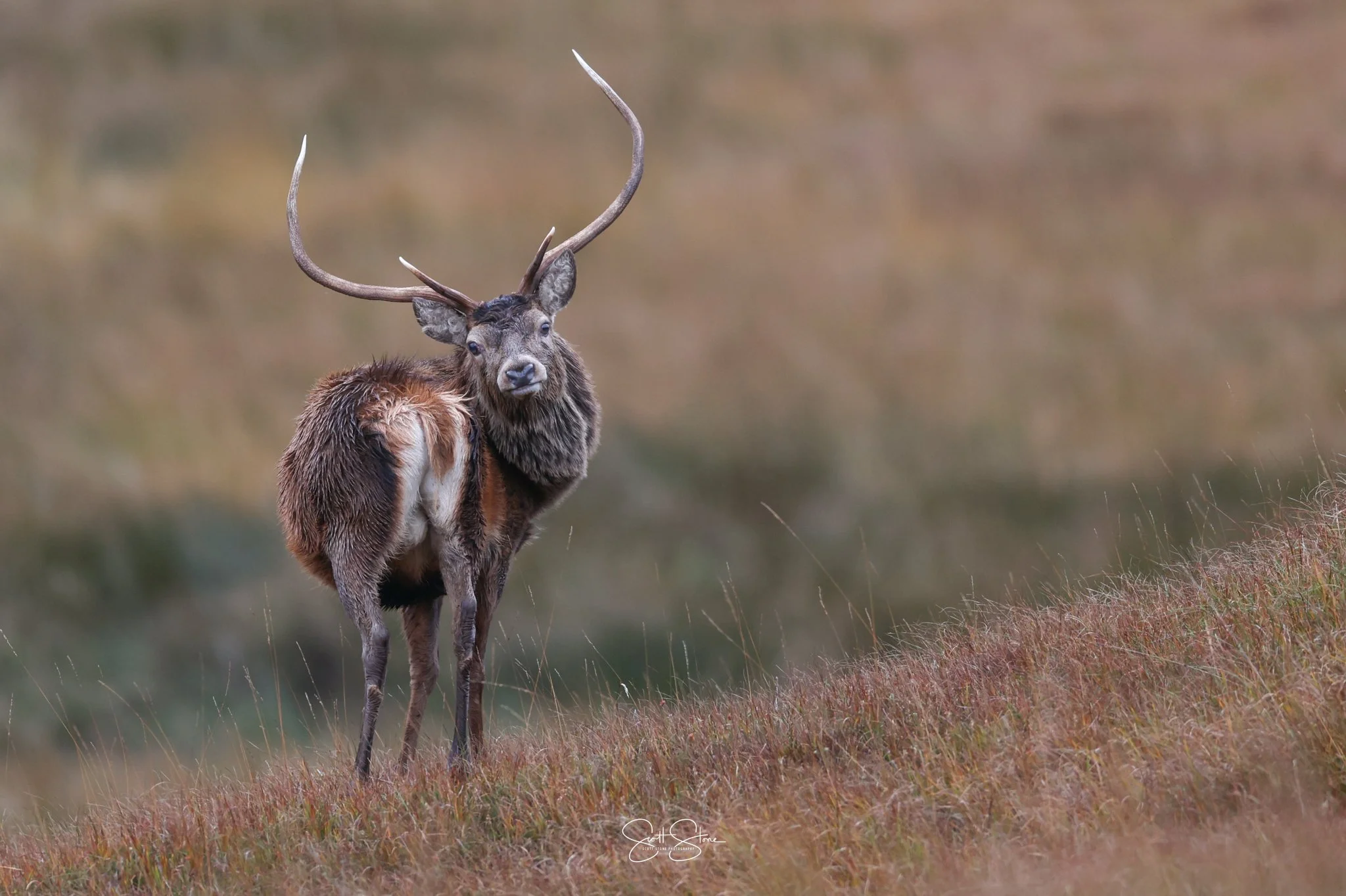 A majestic elk with large antlers standing on a grassy hillside in a natural landscape.