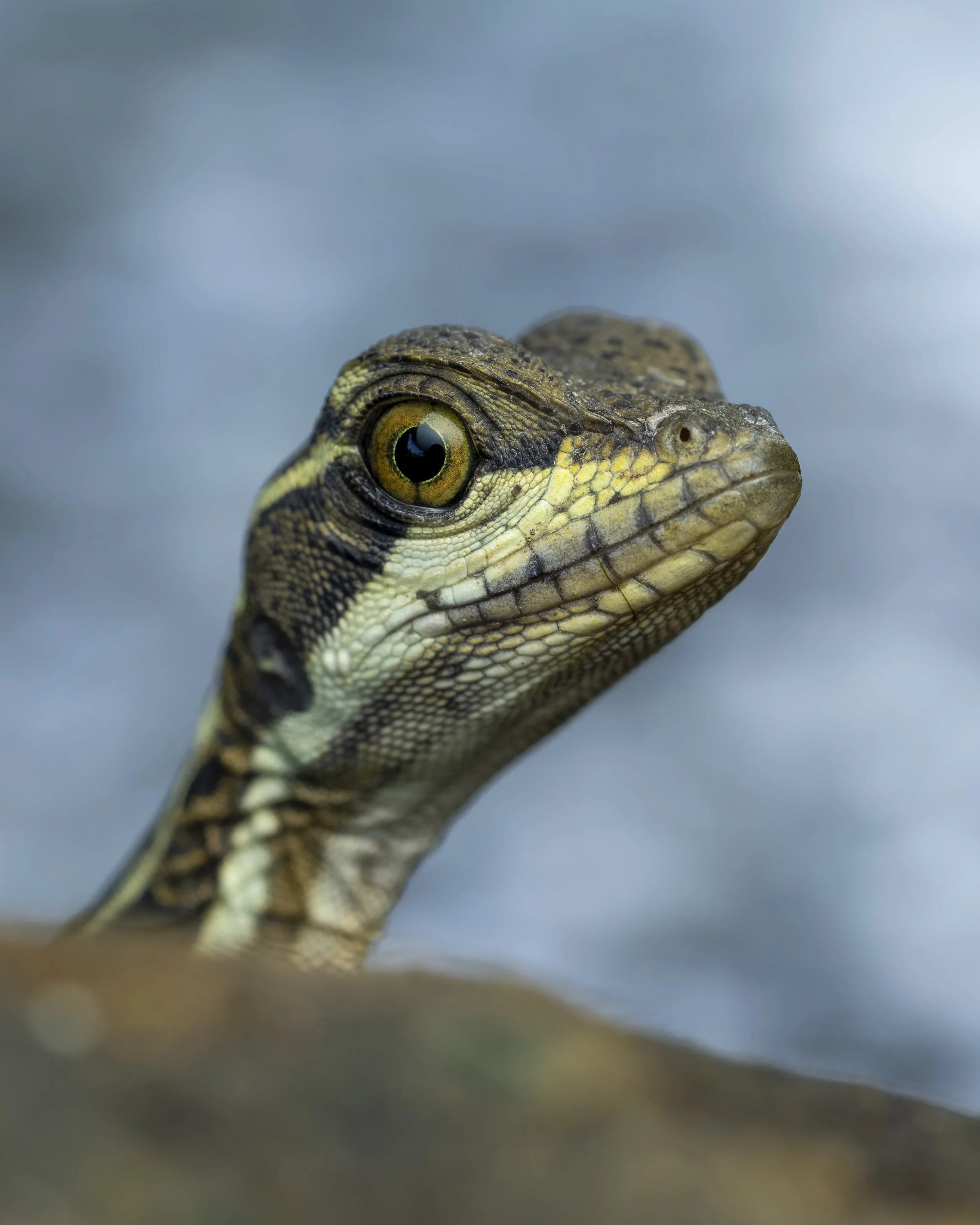 Close-up of a young crocodile or alligator with detailed scales and yellow-green eye.