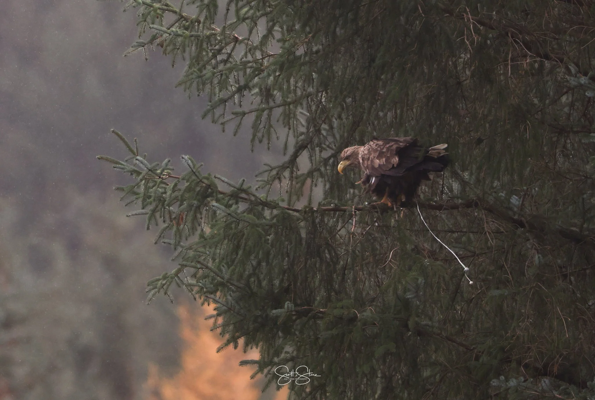 A majestic eagle perched on a branch in a dense forest, with soft light filtering through the trees.