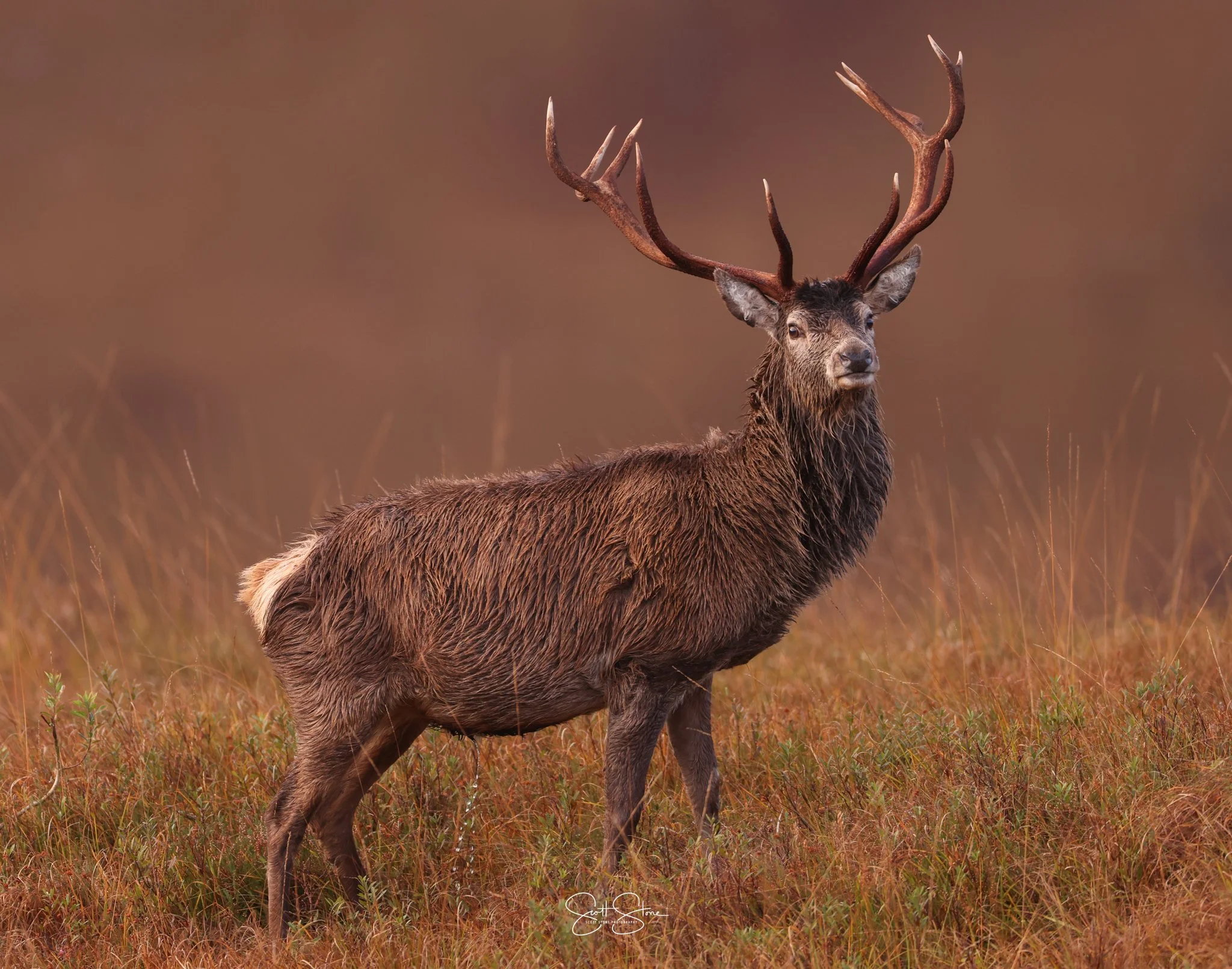 A majestic stag with large antlers standing in a field with a brownish, blurred background.