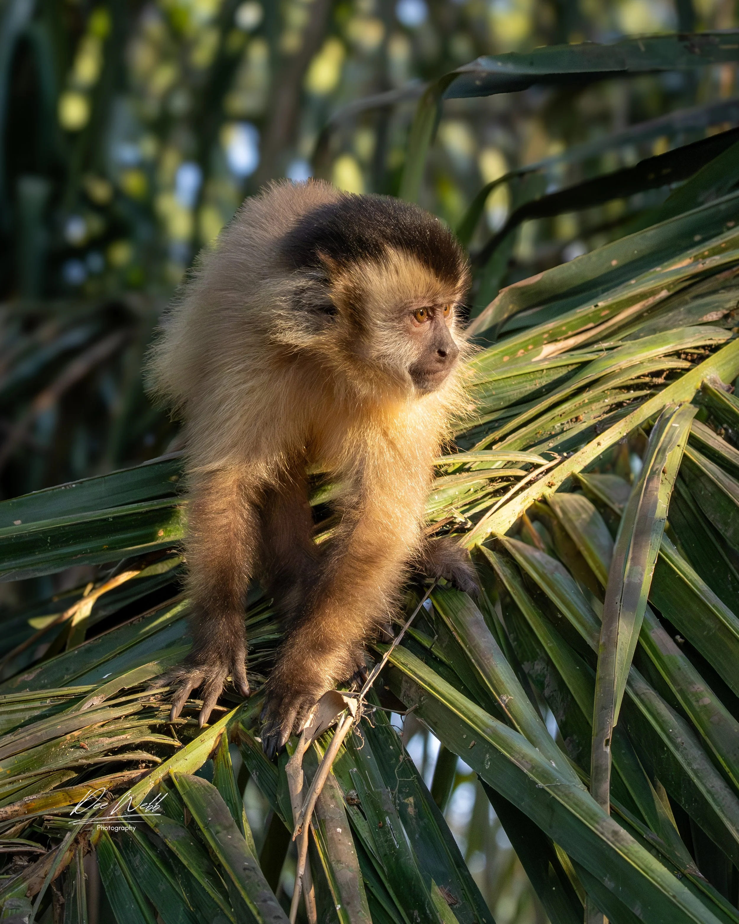 Capuchin Baby.jpg